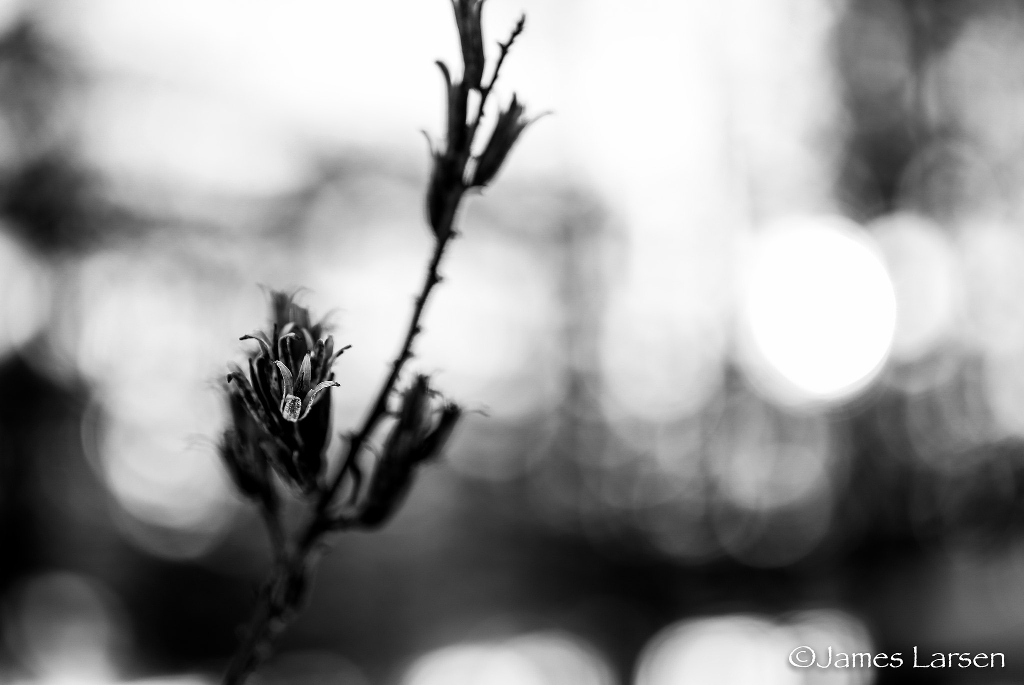 Tamron SP 45mm F1.8 Di VC USD sample photo. B&w dead plant photography