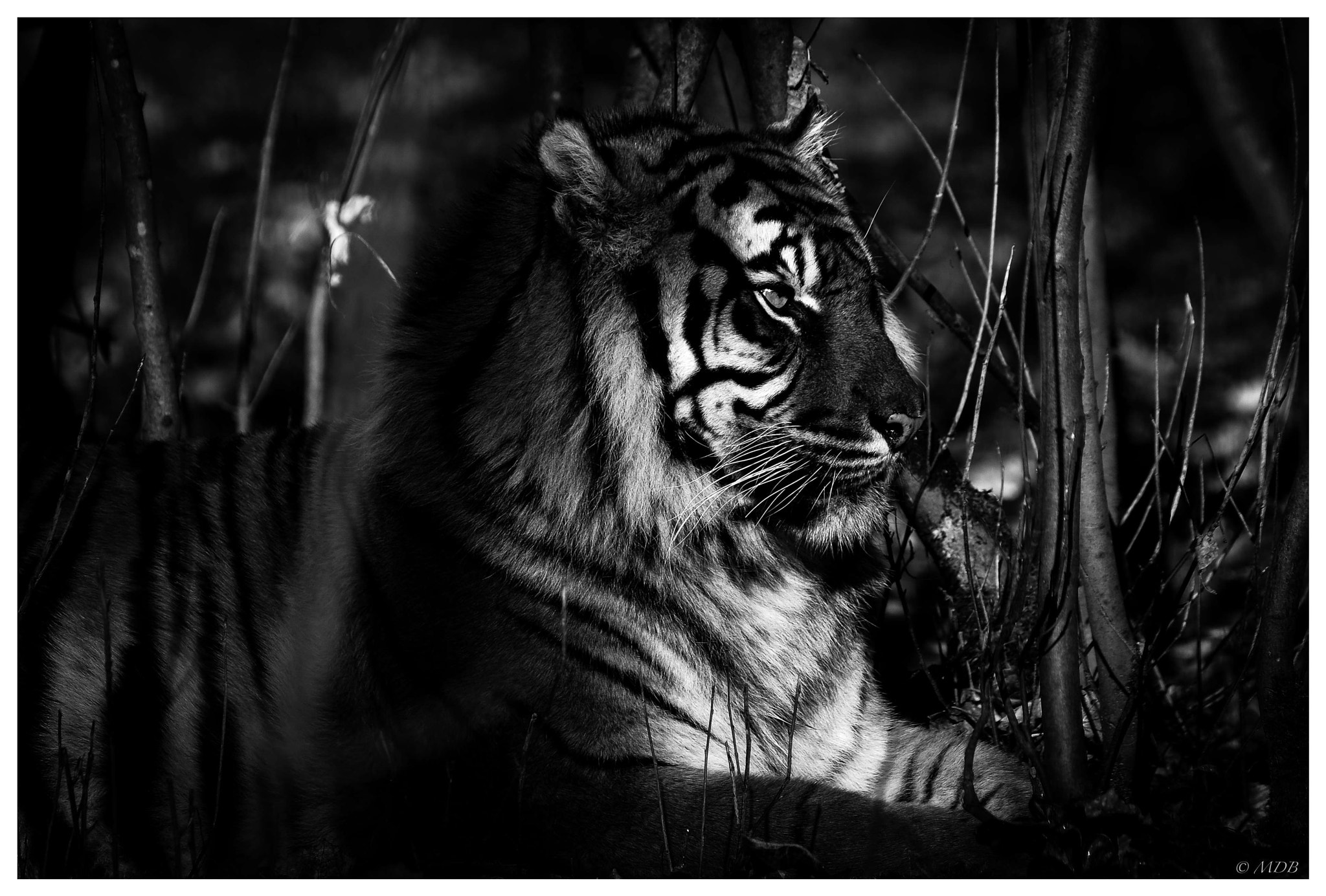 Fujifilm X-T2 sample photo. Tigre photography