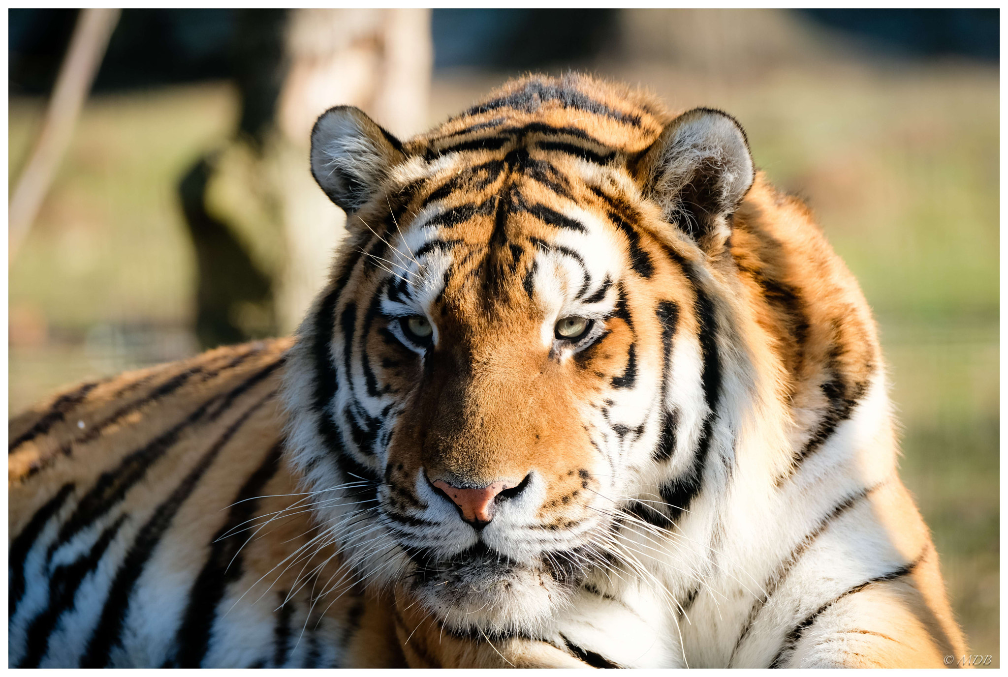 Fujifilm XF 100-400mm F4.5-5.6 R LM OIS WR sample photo. Tigre photography