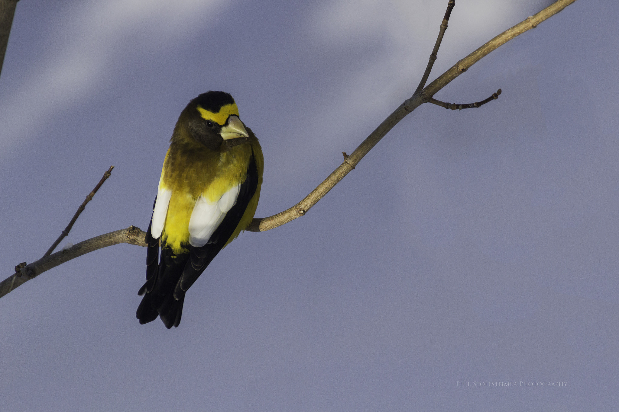 Canon EOS 600D (Rebel EOS T3i / EOS Kiss X5) sample photo. Evening grosbeak photography