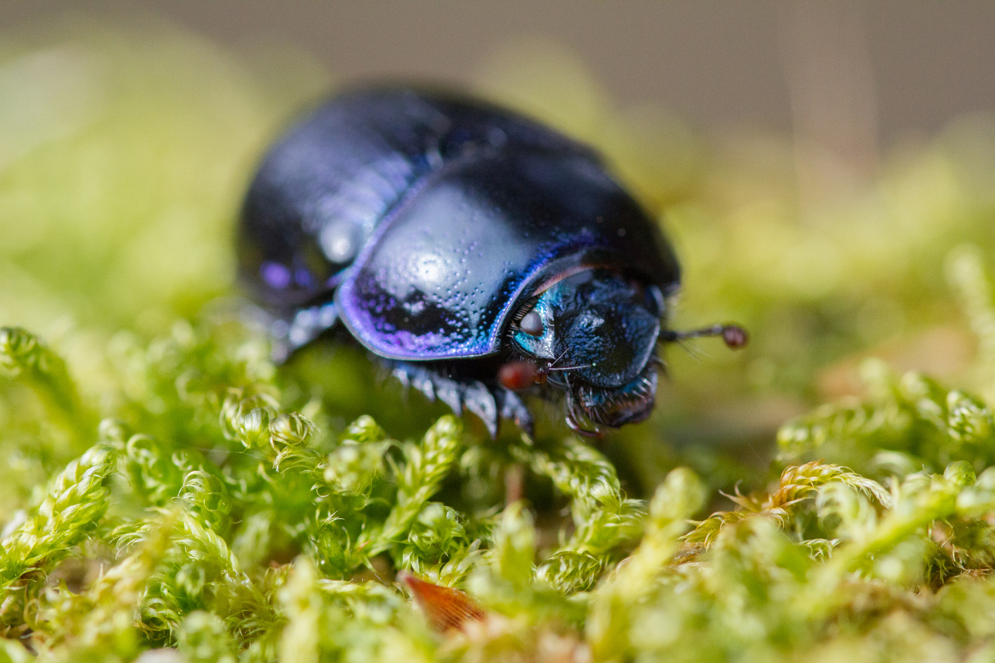 Sigma 105mm F2.8 EX DG OS HSM sample photo. Coléoptère / beetle photography