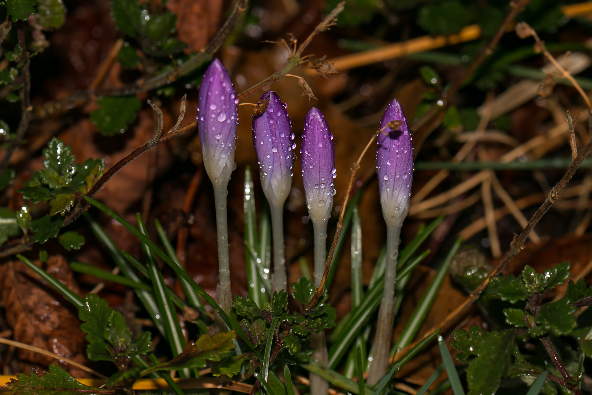 Sigma 105mm F2.8 EX DG OS HSM sample photo. Crocus sativus photography