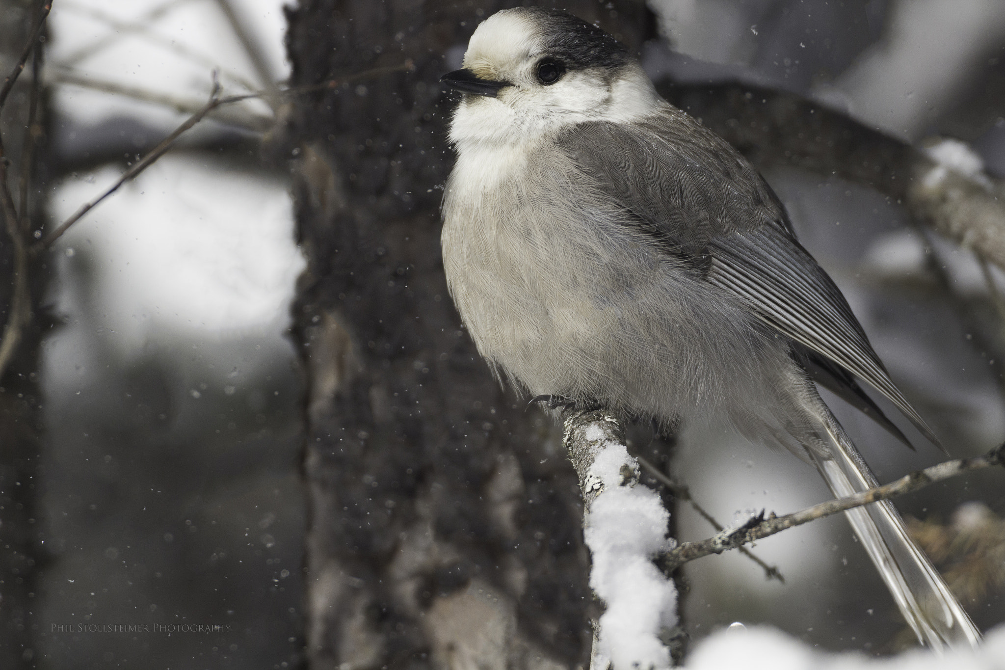 Canon EOS 600D (Rebel EOS T3i / EOS Kiss X5) + Sigma 50-500mm F4.5-6.3 DG OS HSM sample photo. Gray jay photography