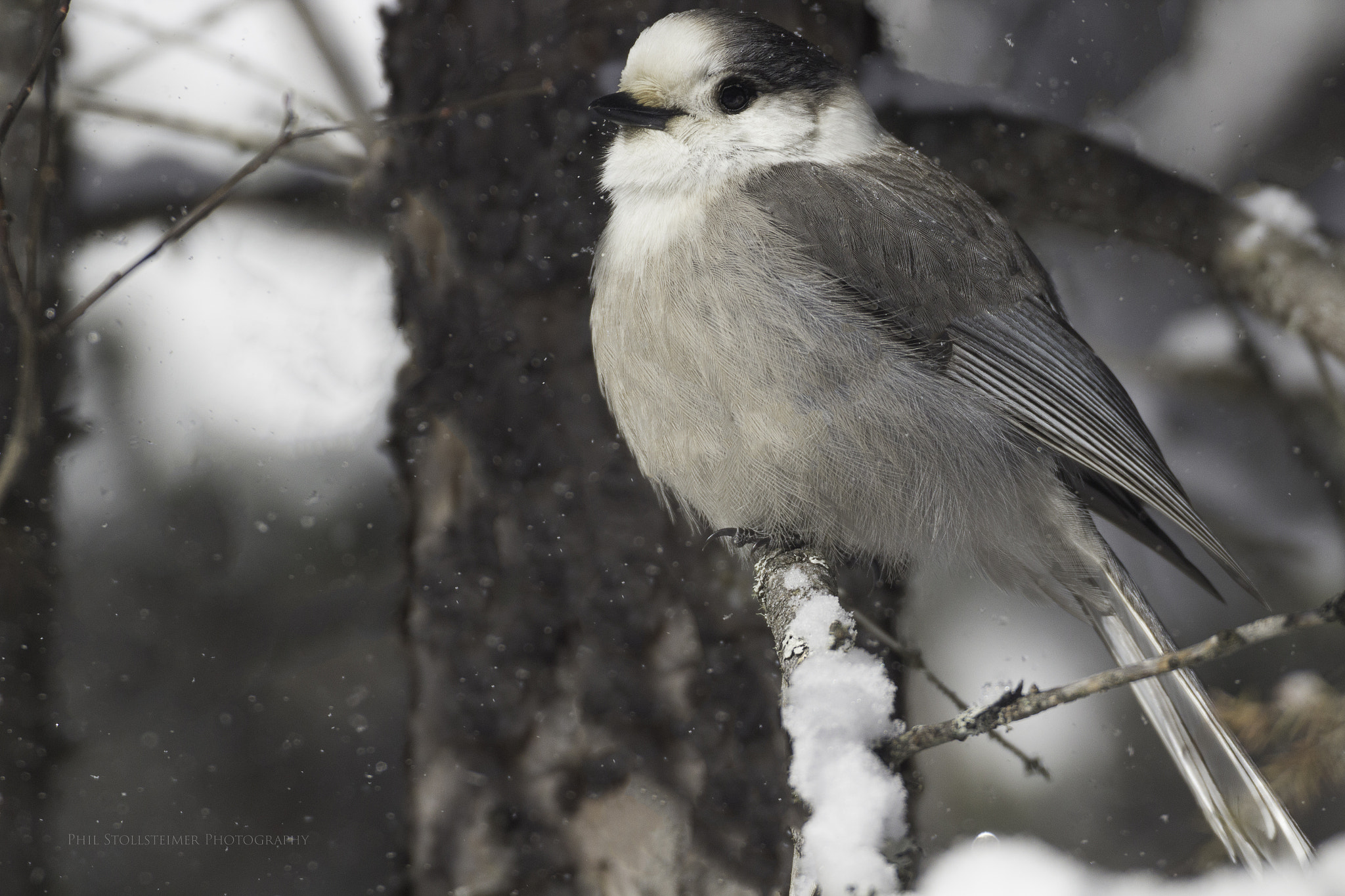 Canon EOS 600D (Rebel EOS T3i / EOS Kiss X5) sample photo. Gray jay photography