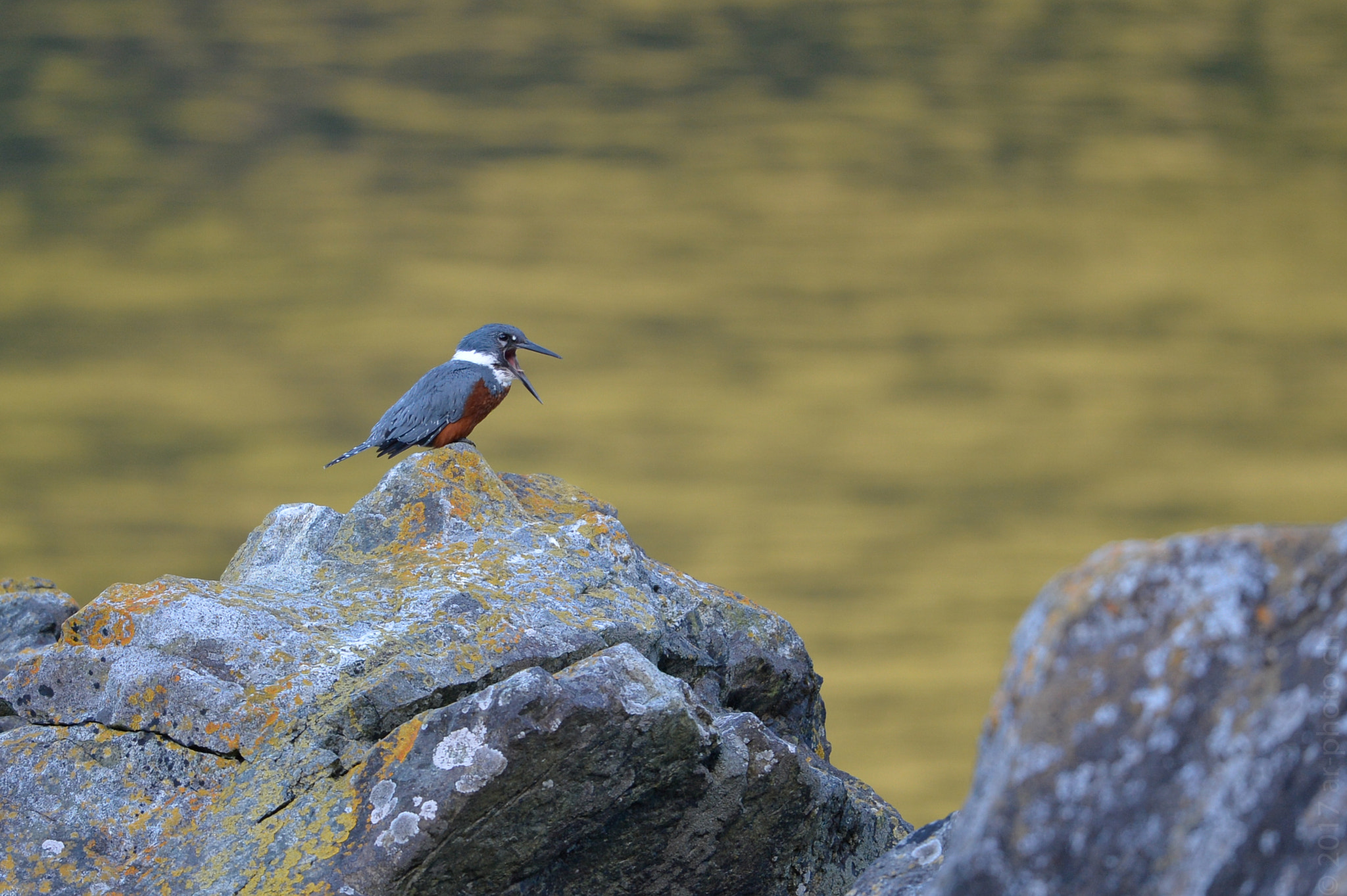 Nikon Nikkor AF-S 300mm F4E PF ED VR sample photo. Martin pescador, chile photography