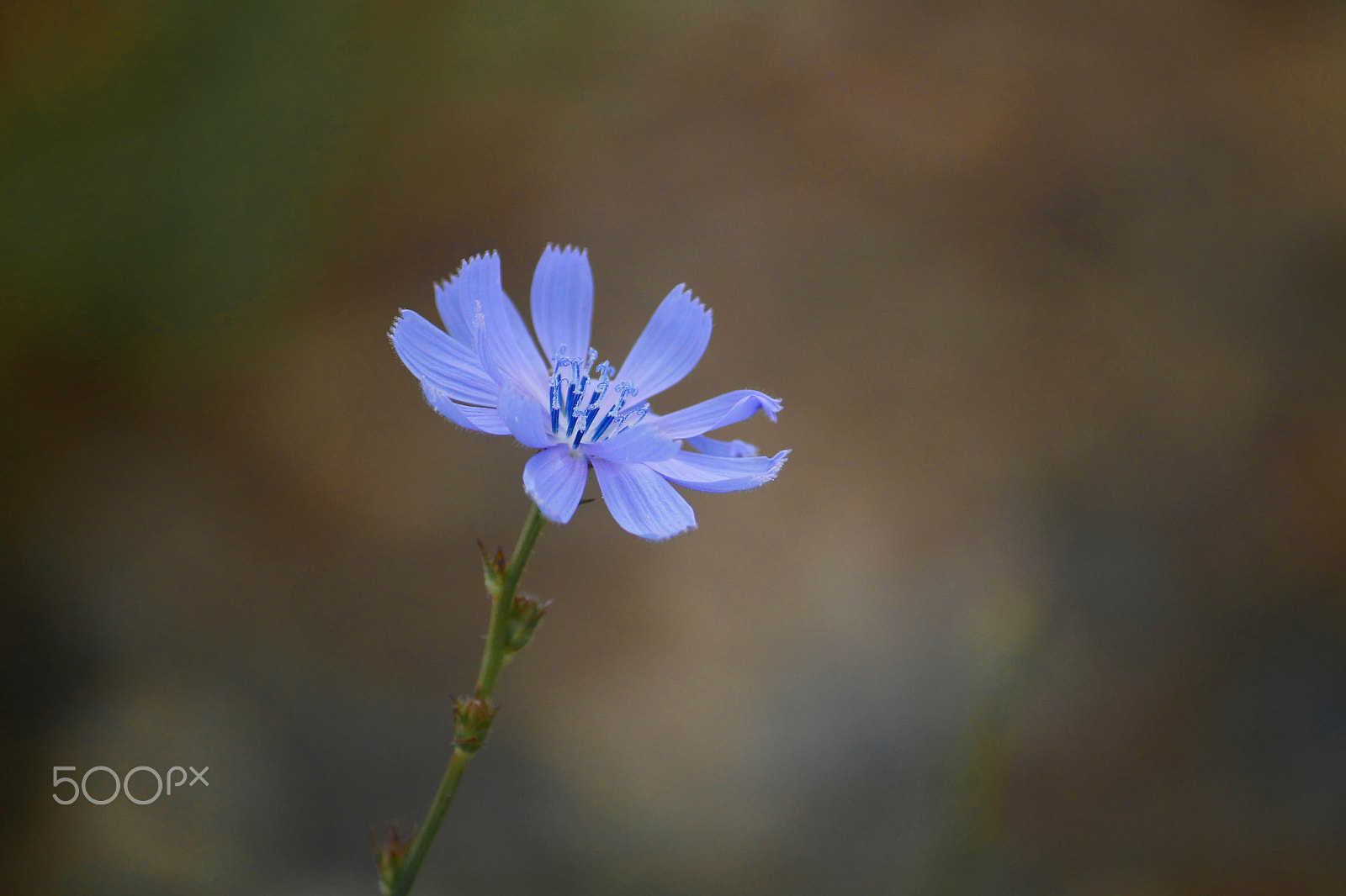 Canon EF-S 55-250mm F4-5.6 IS sample photo. Lavenderalone photography