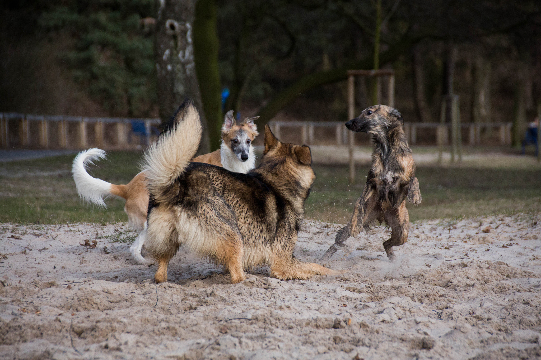 Sigma 18-250mm F3.5-6.3 DC OS HSM sample photo. Play time photography