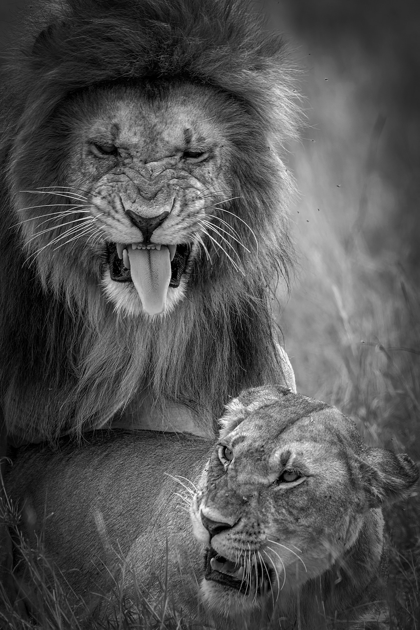 Canon EF 600mm F4L IS II USM sample photo. Intensity of mating.... photography