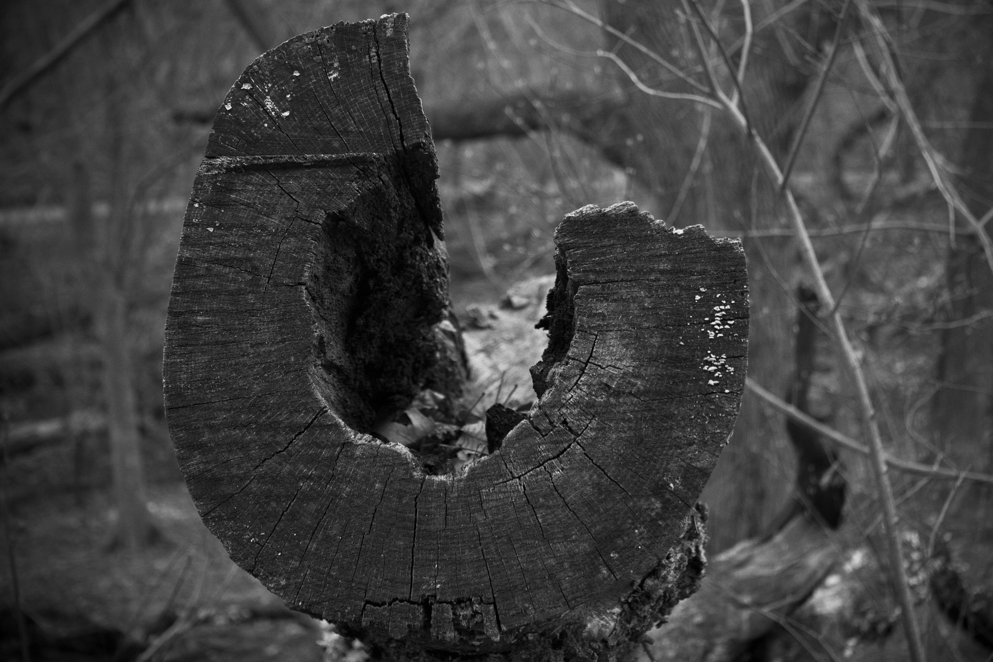 Canon EF-S 18-55mm F3.5-5.6 III sample photo. Macro forest photography