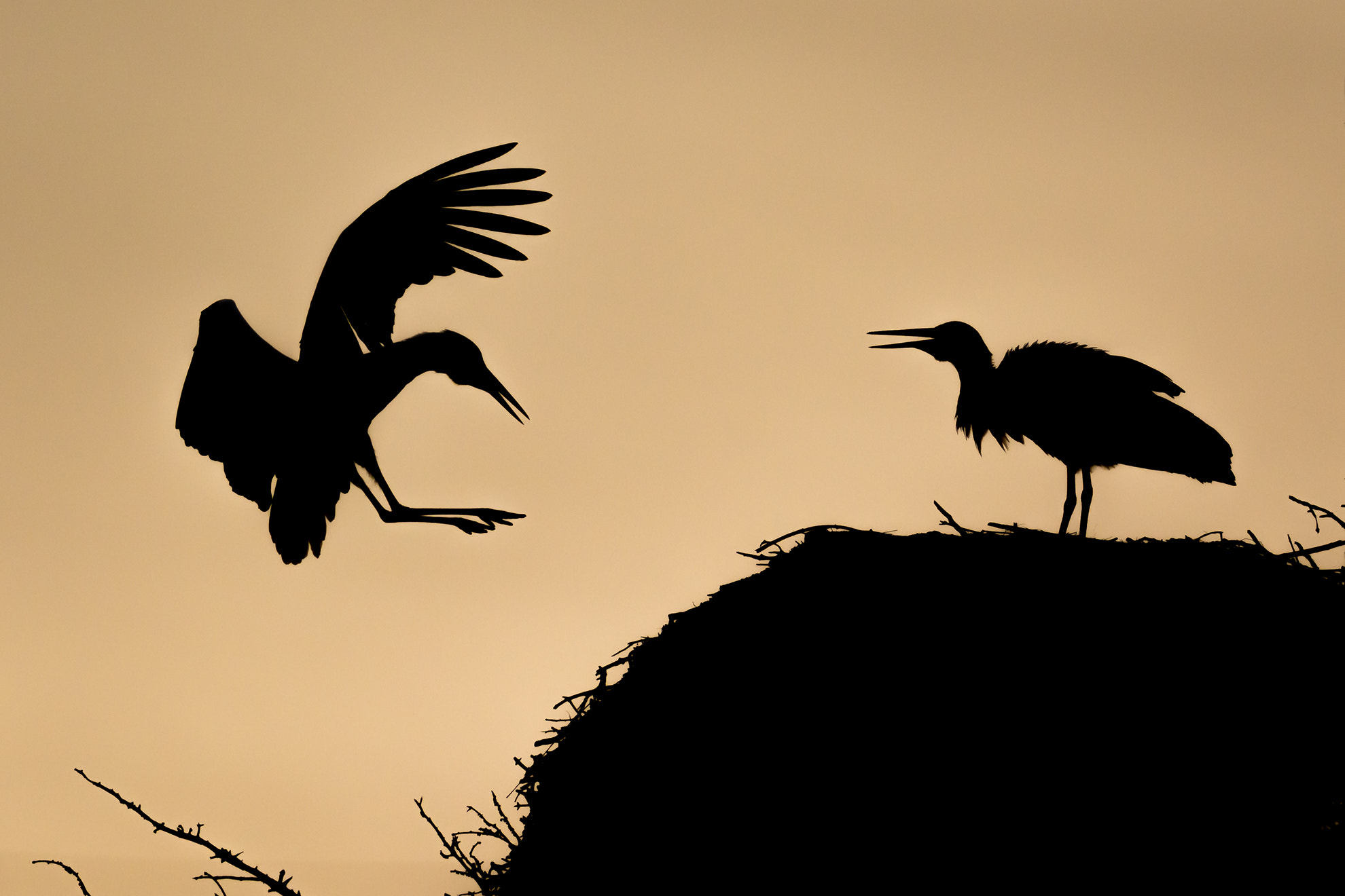 Nikon D7100 + Nikon AF-S Nikkor 300mm F4D ED-IF sample photo. Getting home photography