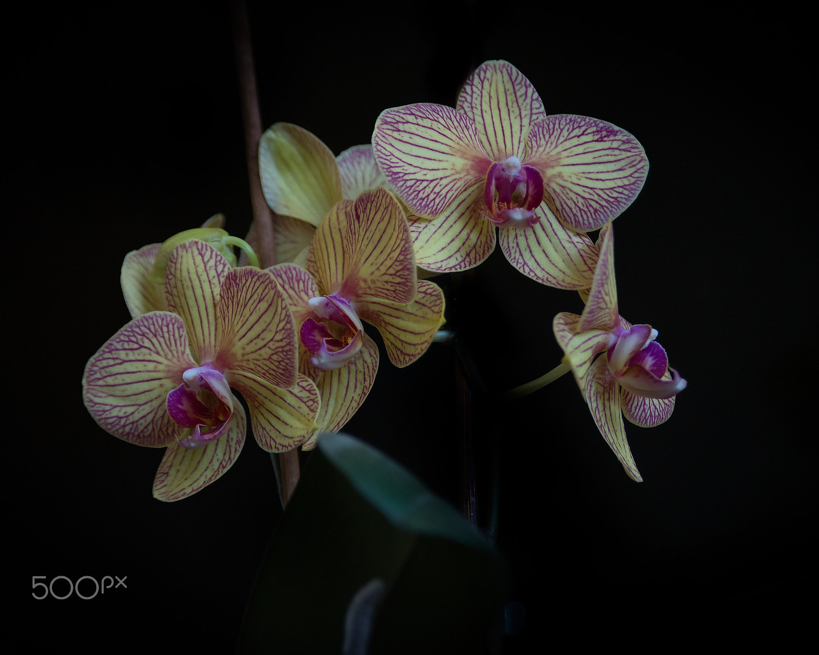 AF Zoom-Nikkor 28-105mm f/3.5-4.5D IF sample photo