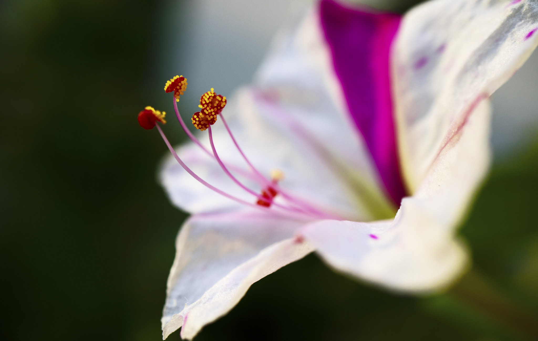 Canon EF-M 28mm F3.5 Macro IS STM sample photo. Your love is rain my heart the flower photography