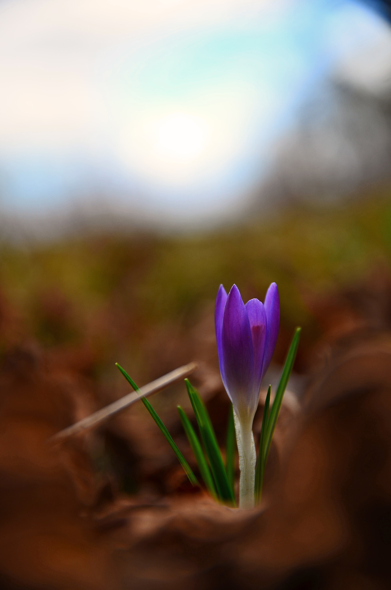 Nikon D5100 + Sigma 17-70mm F2.8-4 DC Macro OS HSM | C sample photo. Small crocus photography