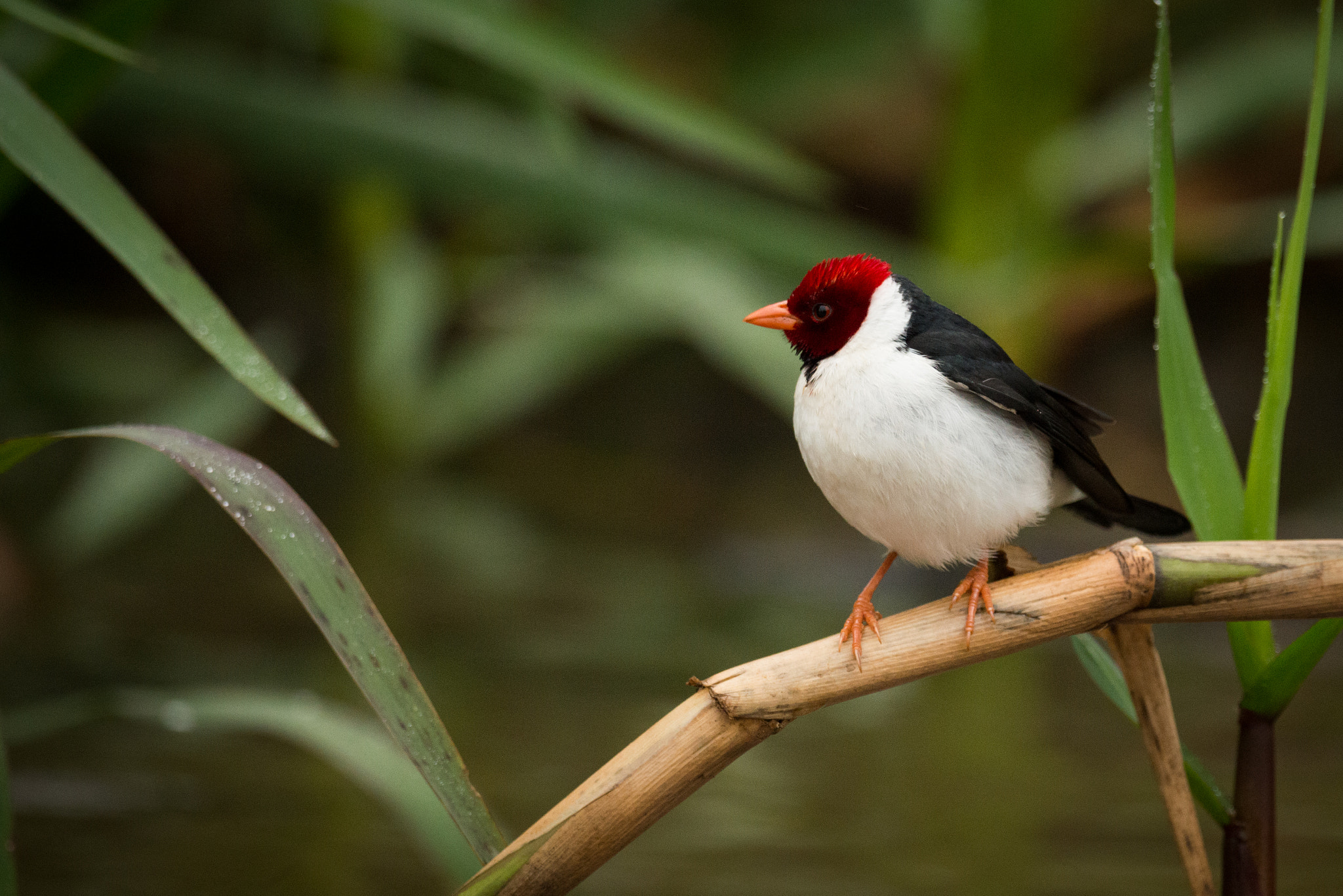 Nikon AF-S Nikkor 800mm F5.6E FL ED VR sample photo. Yellow-billed cardinal perched on branch among reeds photography