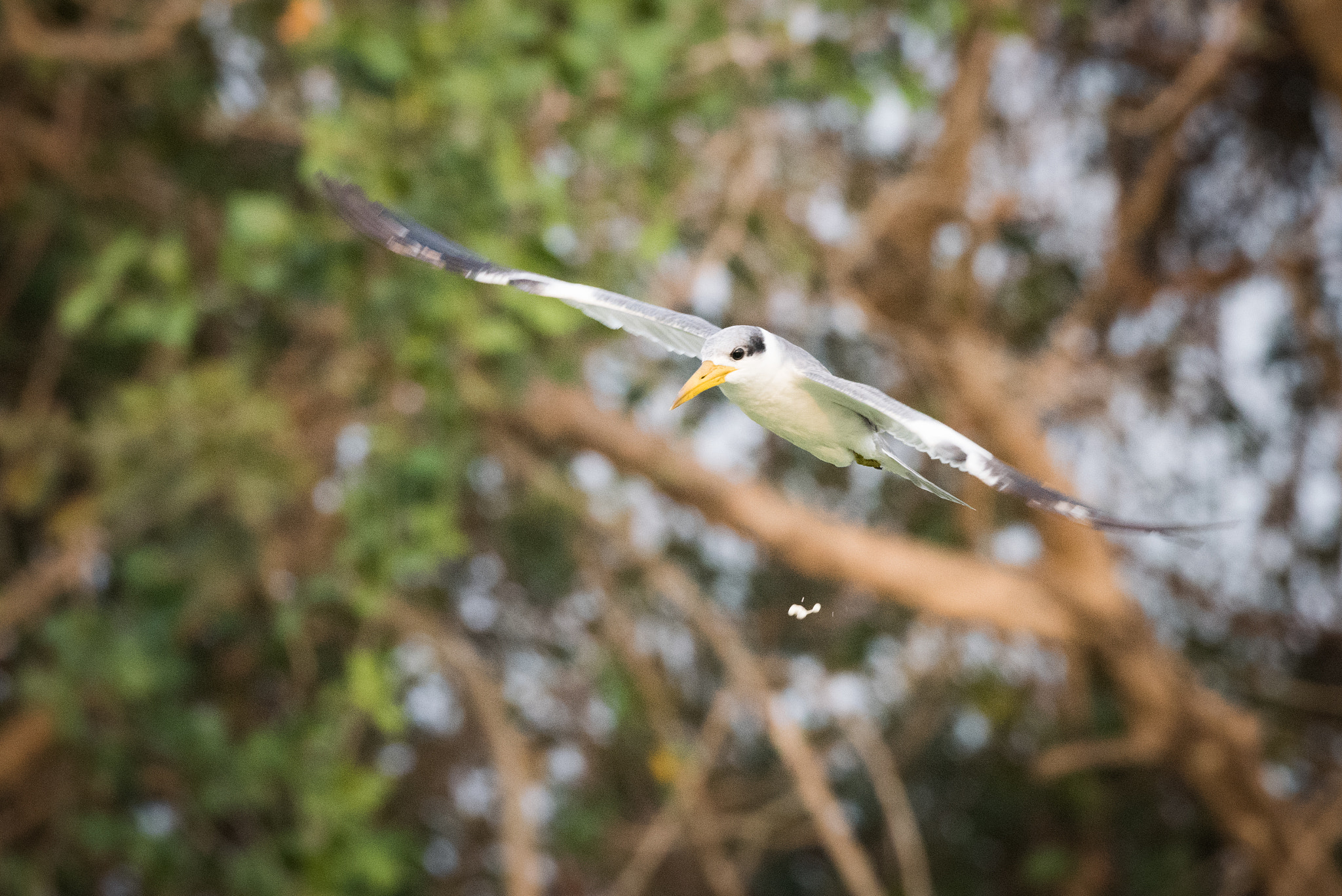 Nikon D810 sample photo. Yellow-billed tern with bird droppings in mid-air photography