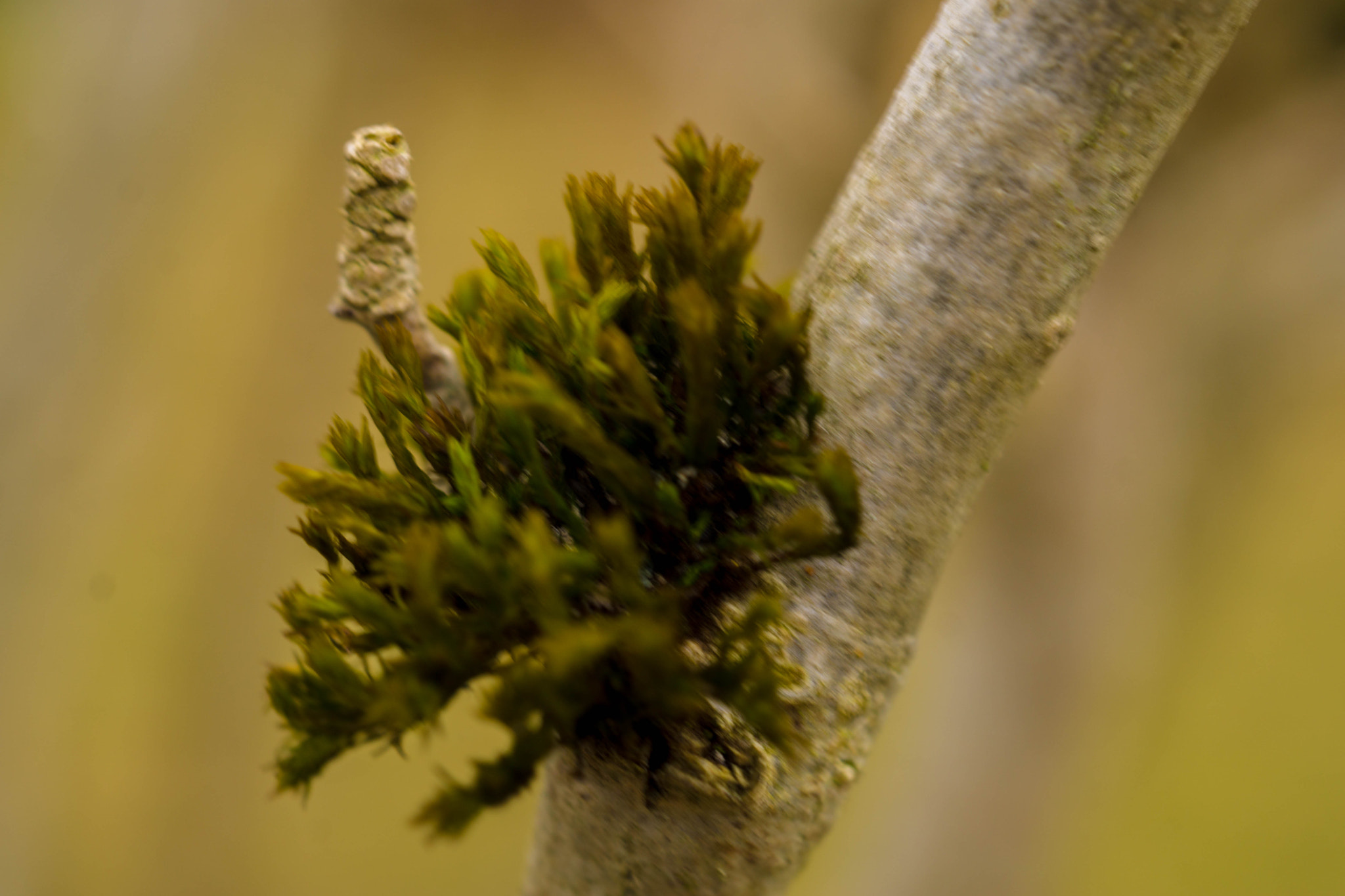 MACRO 50mm F2.8 sample photo. Moos-single photography