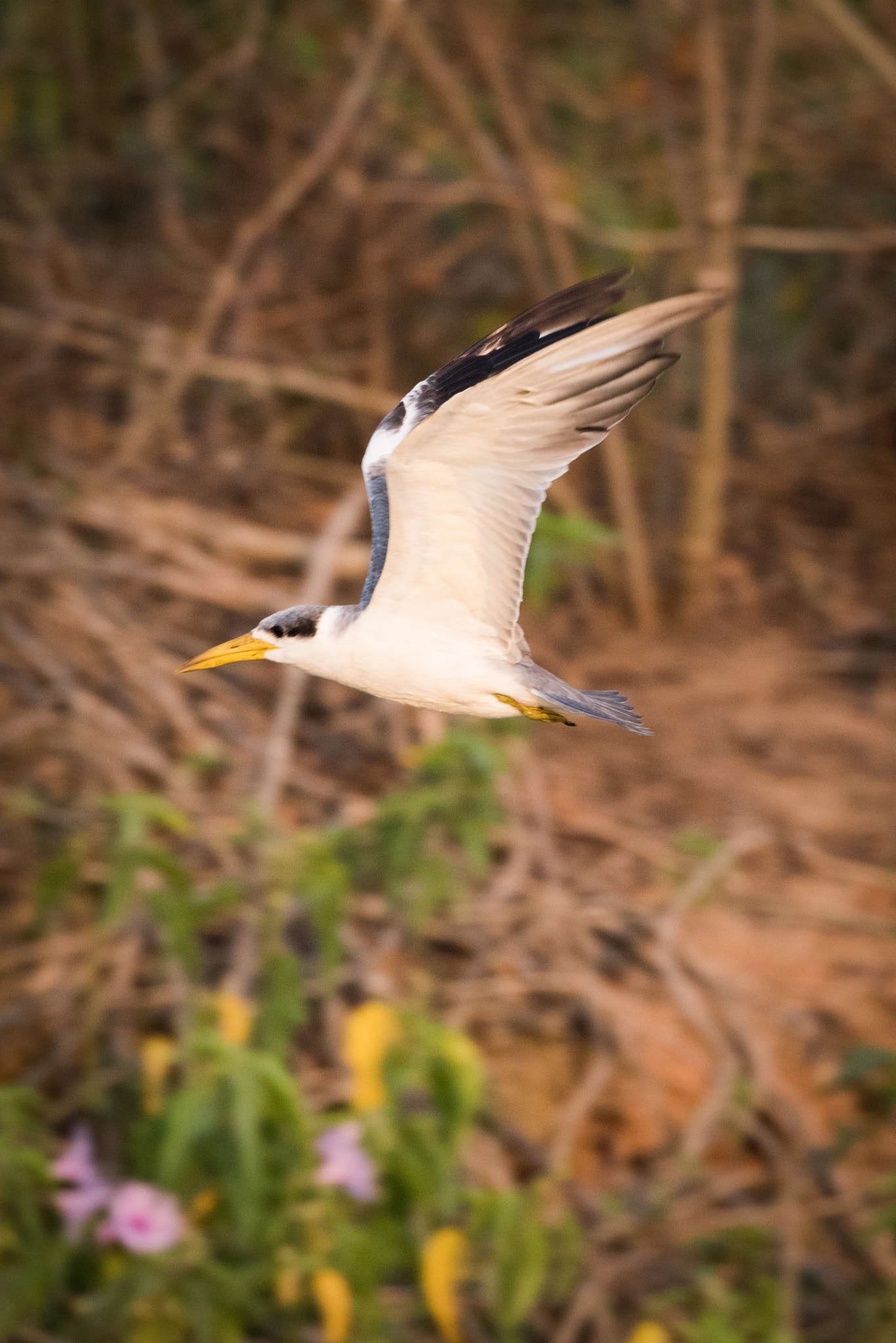 Nikon D810 sample photo. Yellow-billed tern with wings raised over bushes photography