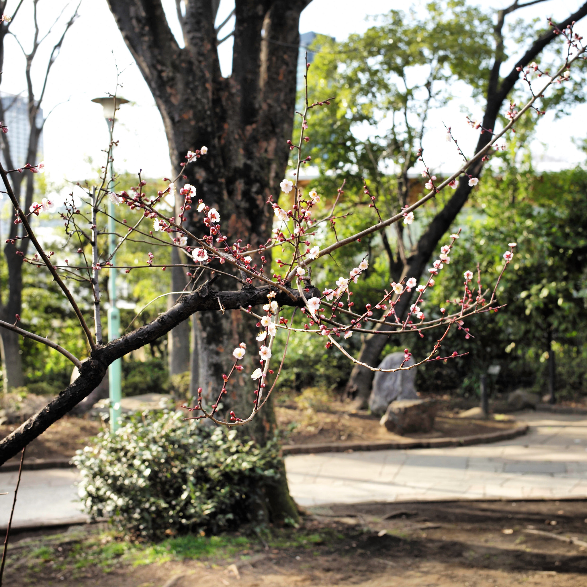 Leica Summilux-M 35mm F1.4 ASPH sample photo. Japanese cheery. photography