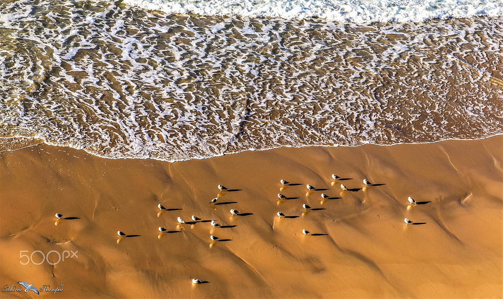Canon EF 75-300mm f/4-5.6 USM sample photo. Seagulls on the sand photography