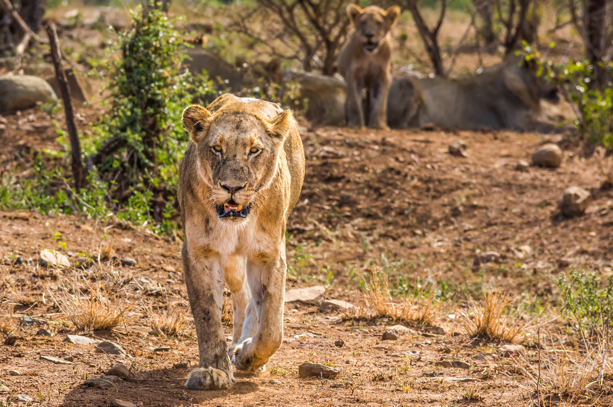 Pentax K-3 sample photo. Lioness incoming photography