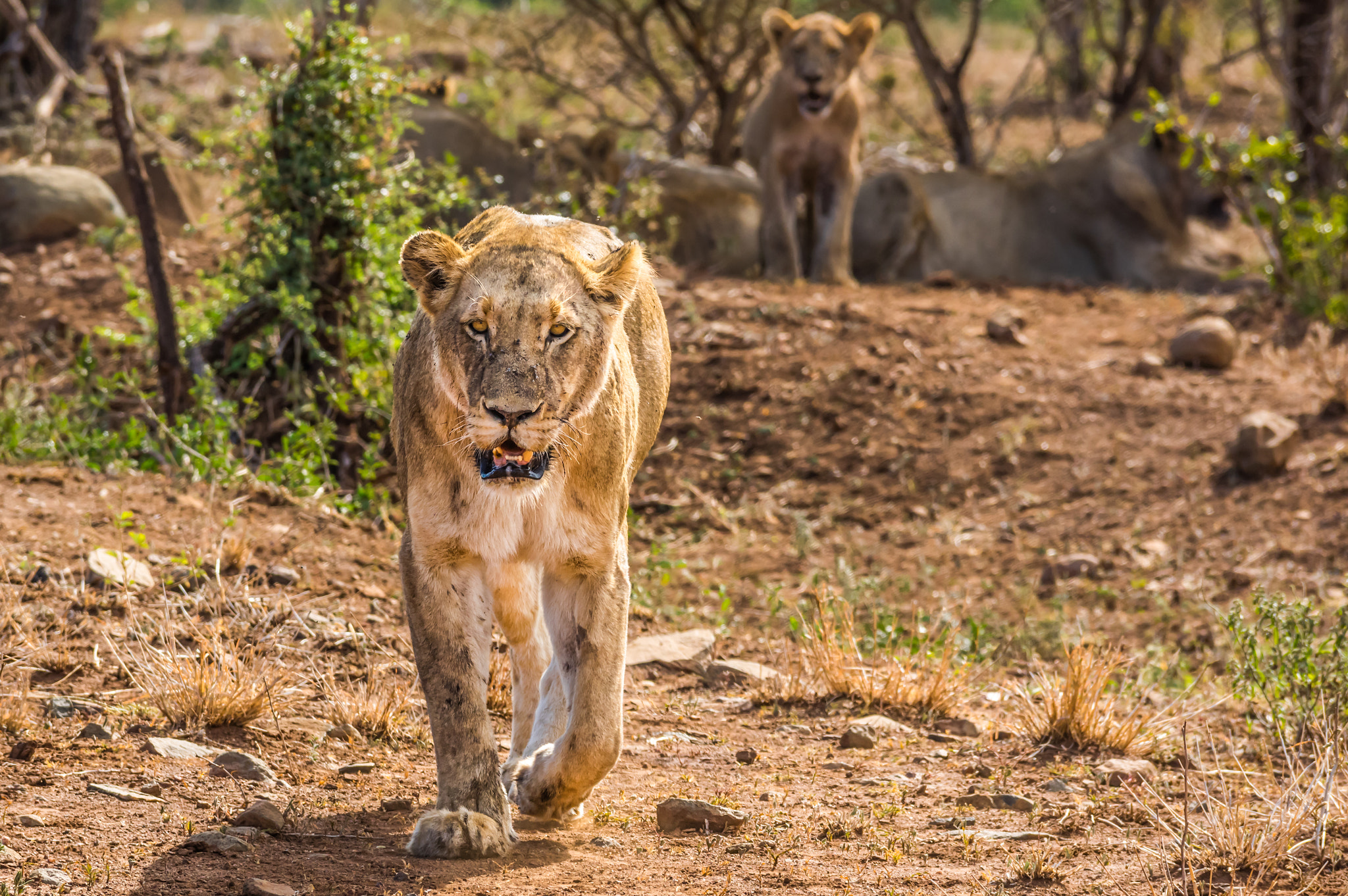 Tamron SP AF 70-200mm F2.8 Di LD (IF) MACRO sample photo. Lioness incoming photography