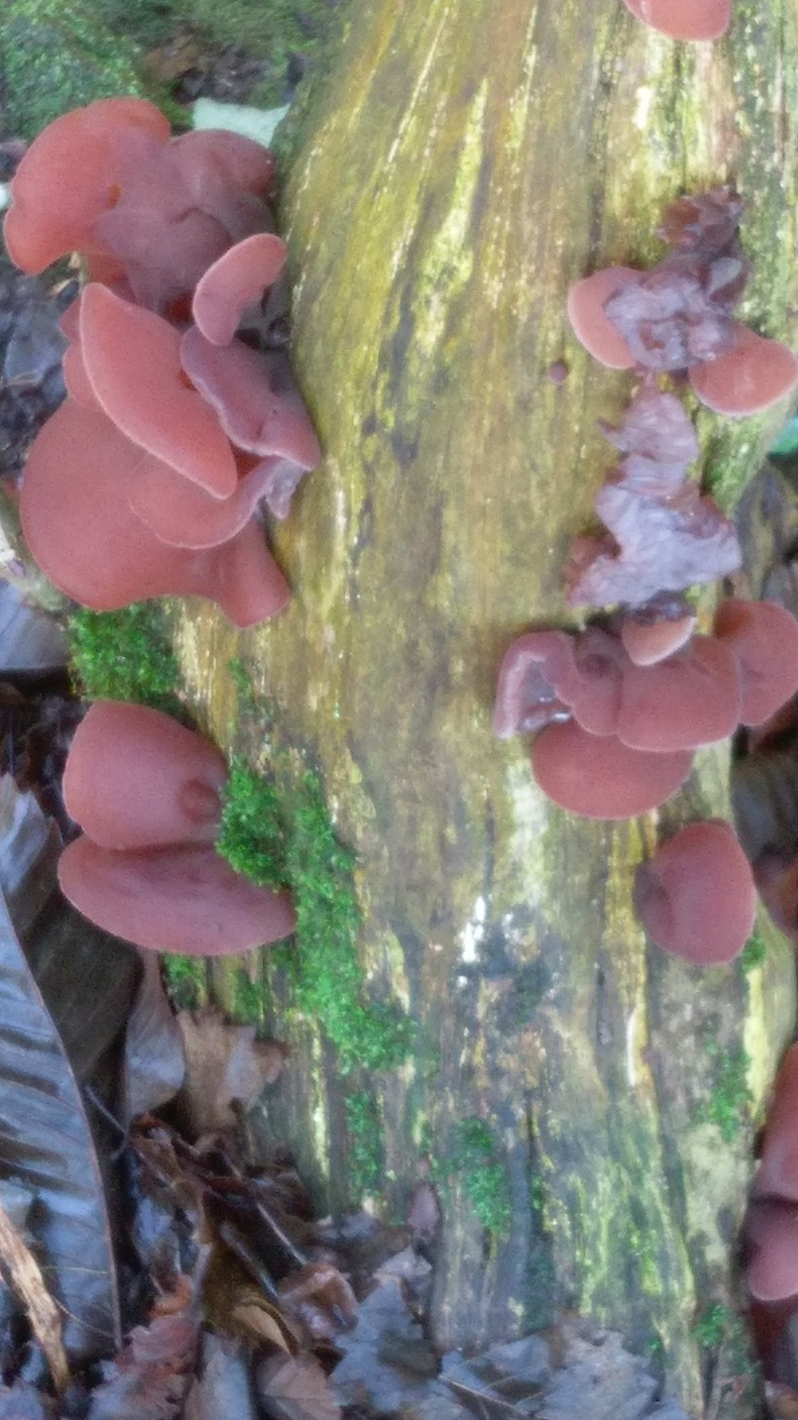 HTC ONE A9 sample photo. Fungi photography
