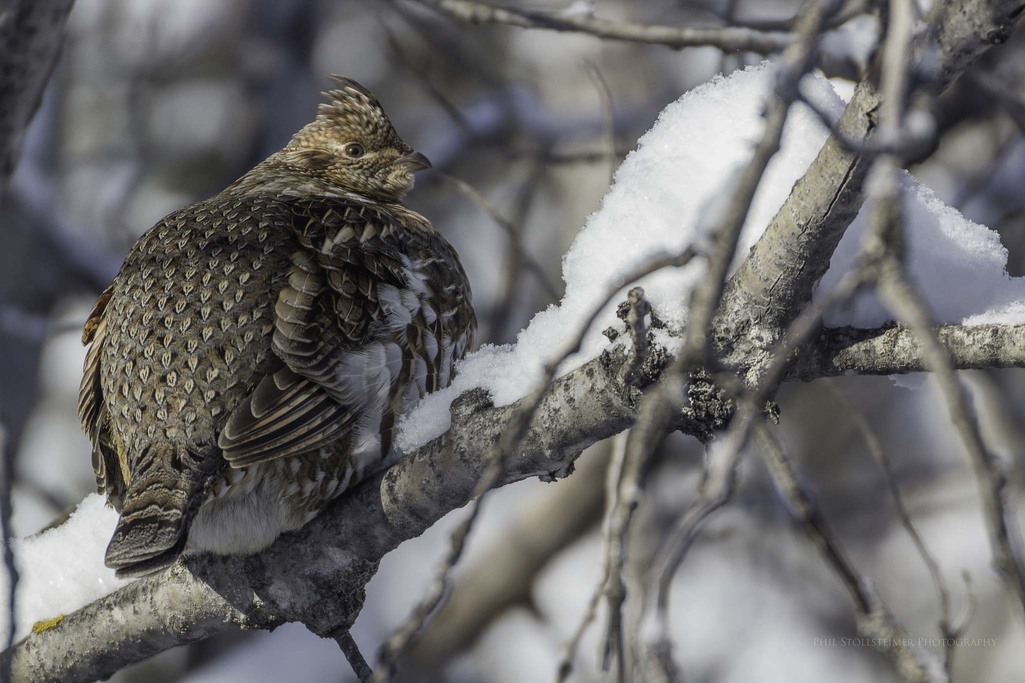 Canon EOS 600D (Rebel EOS T3i / EOS Kiss X5) + Sigma 50-500mm F4.5-6.3 DG OS HSM sample photo. Ruffed grouse photography