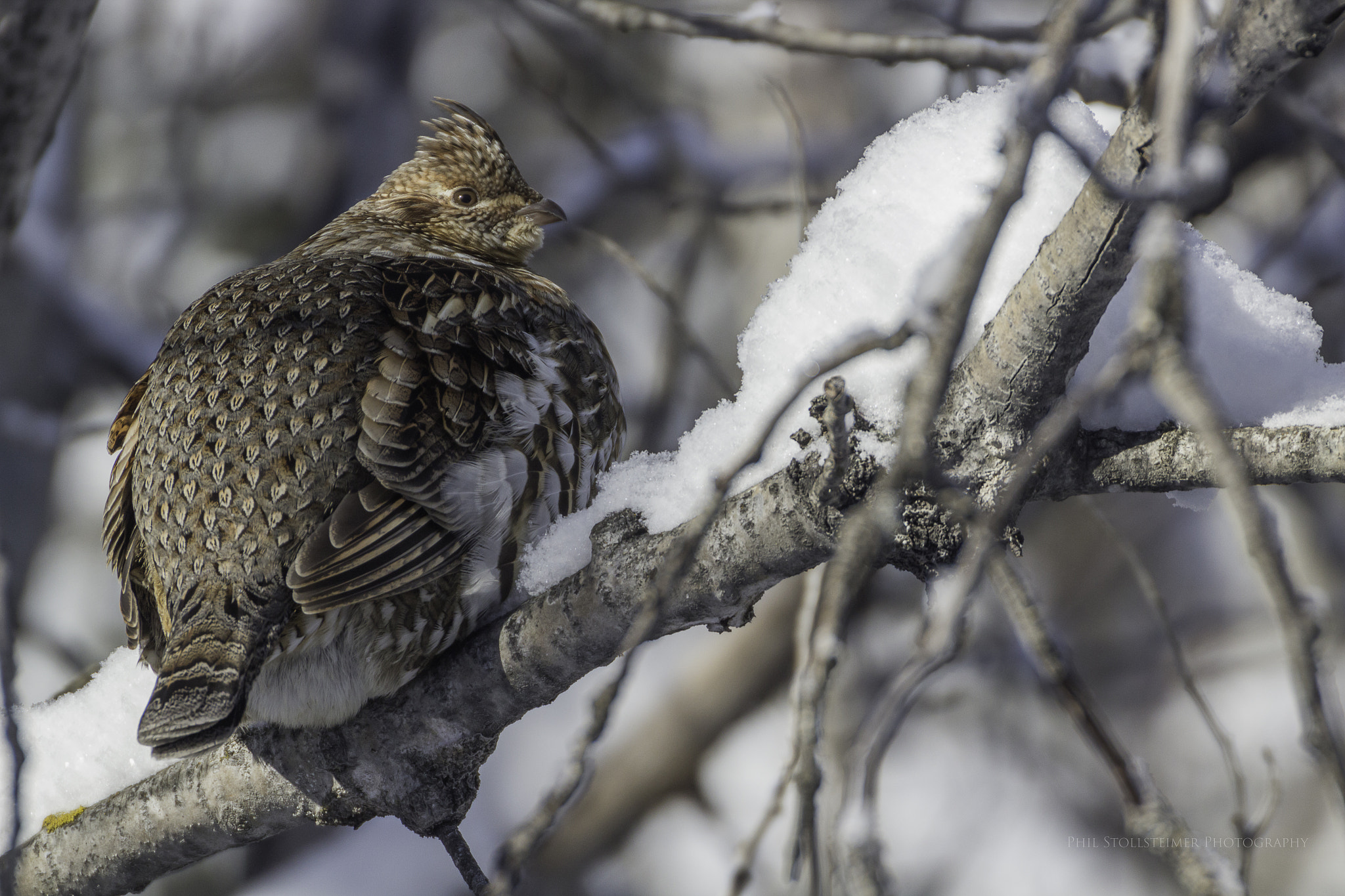 Canon EOS 600D (Rebel EOS T3i / EOS Kiss X5) sample photo. Ruffed grouse photography