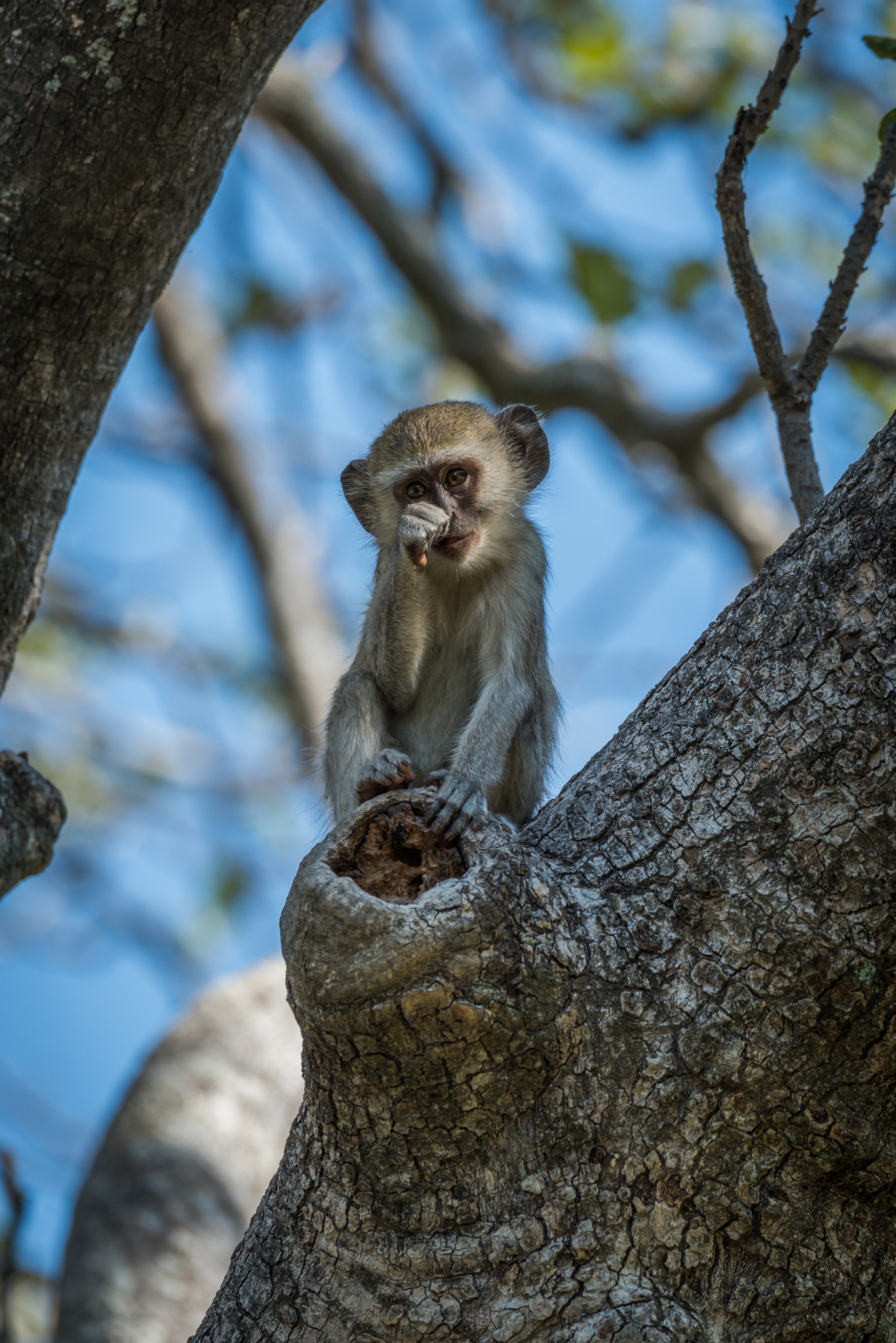 Nikon D810 sample photo. Baby vervet monkey scratching nose facing camera photography