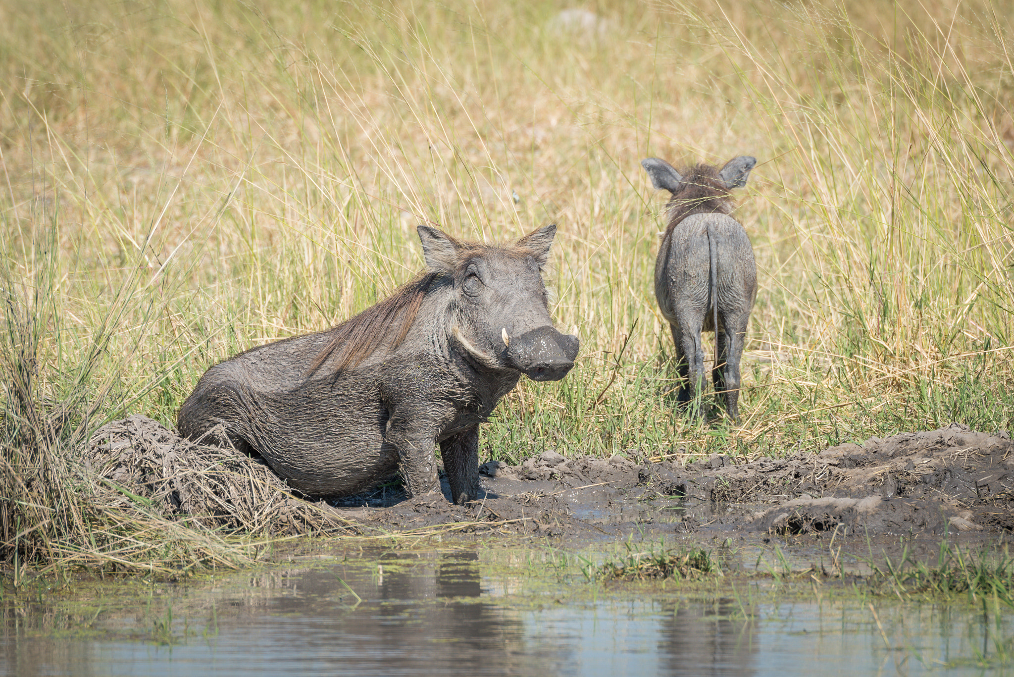 Nikon D810 sample photo. Baby warthog leaving mother wallowing in mud photography