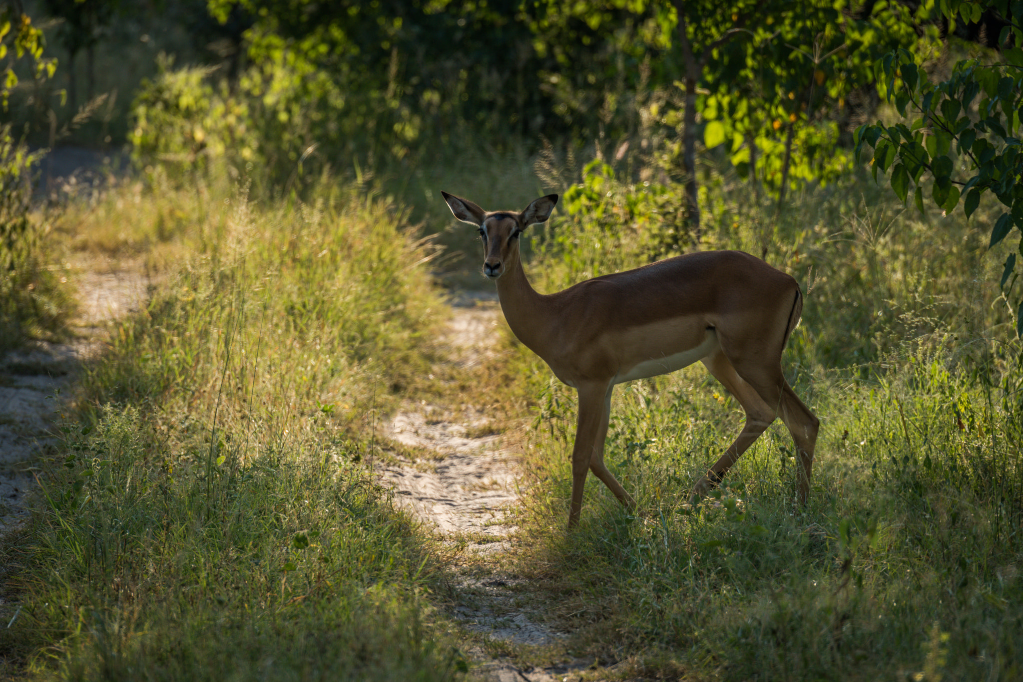 Nikon D810 sample photo. Backlit female impala crossing sunlit woodland track photography
