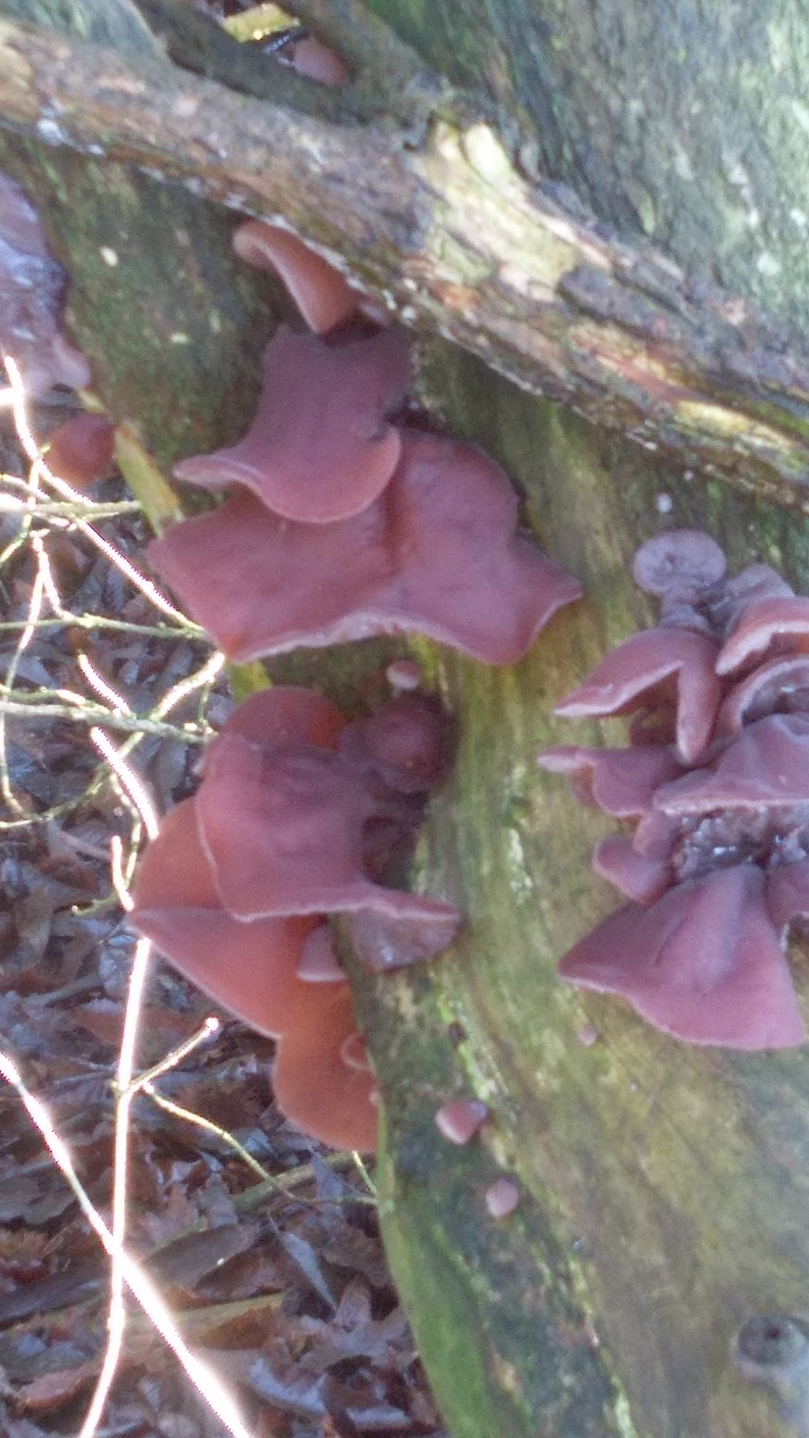 HTC ONE A9 sample photo. Fungi photography