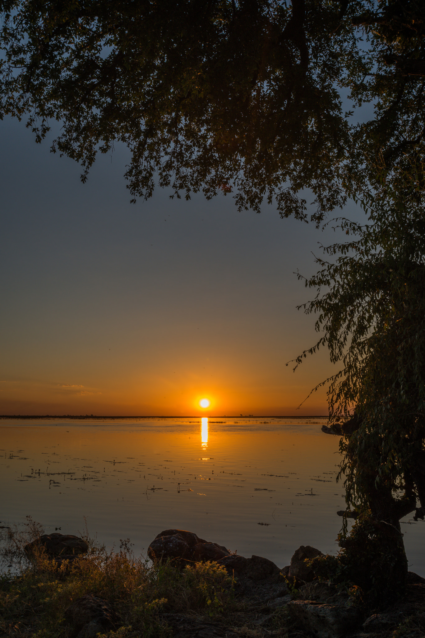 Nikon D800 sample photo. Branches silhouetted on riverbank by setting sun photography