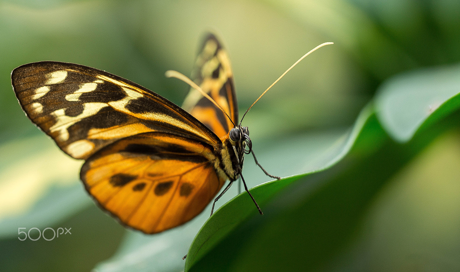 Sigma 150mm f/2.8 EX DG OS HSM APO Macro sample photo. The butterfly photography