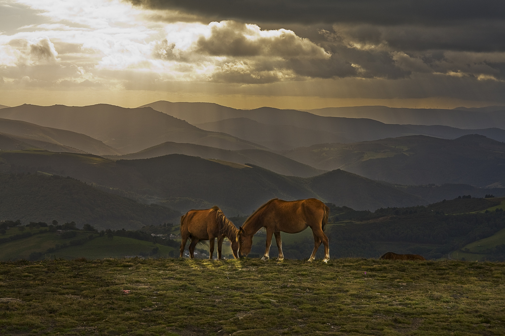 Canon EF-S 17-85mm F4-5.6 IS USM sample photo. Caballos photography