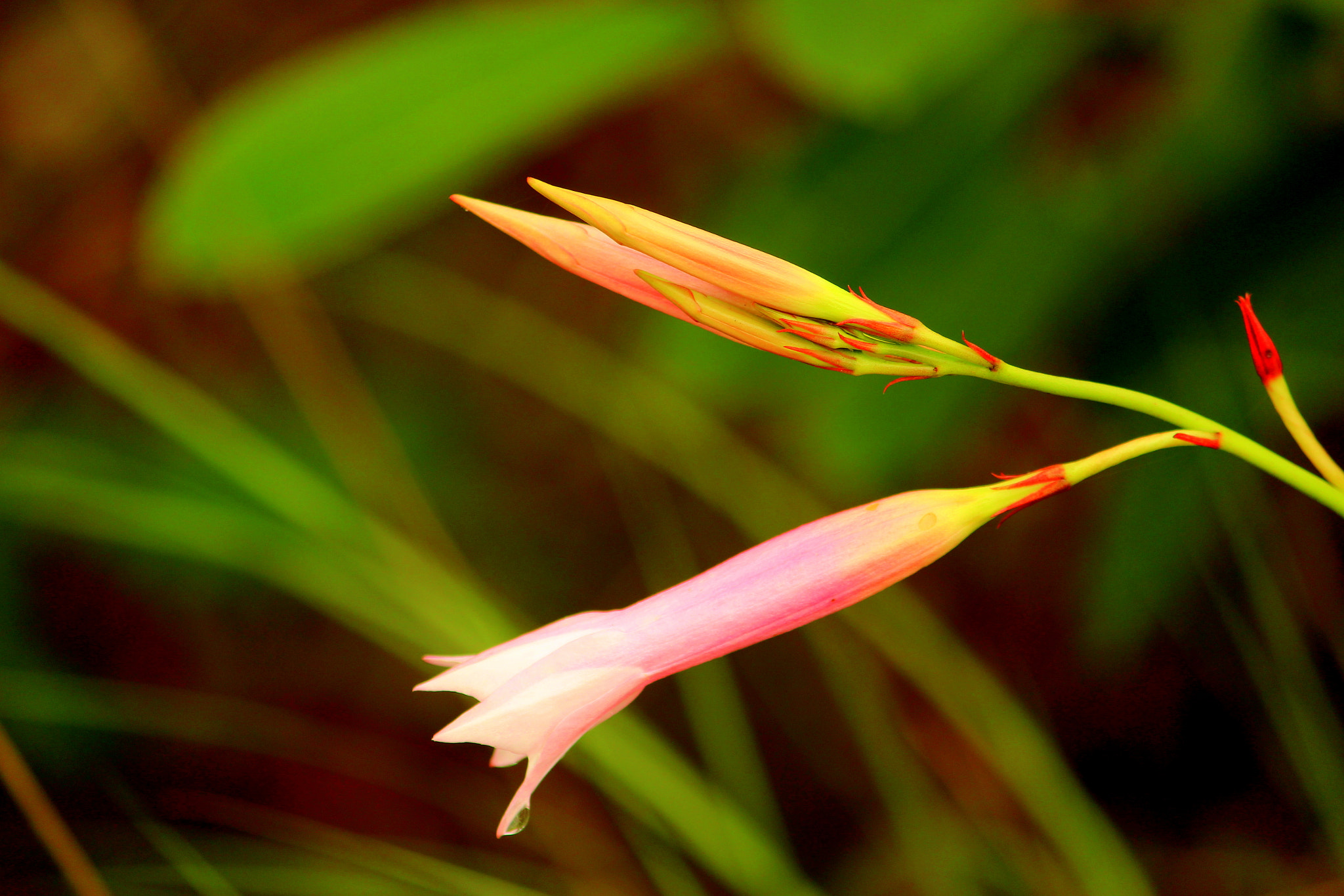 Canon EF-S 55-250mm F4-5.6 IS II sample photo. Flower photography