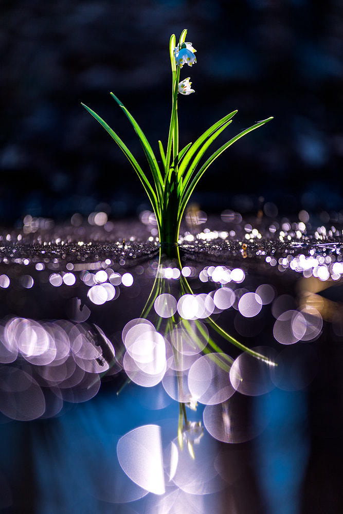 Sigma 70-200mm F2.8 EX DG OS HSM sample photo. Diamonddust photography