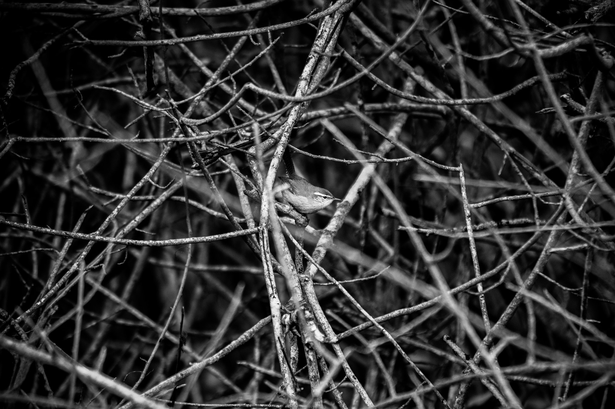 Nikon D3S sample photo. Bird in branches photography