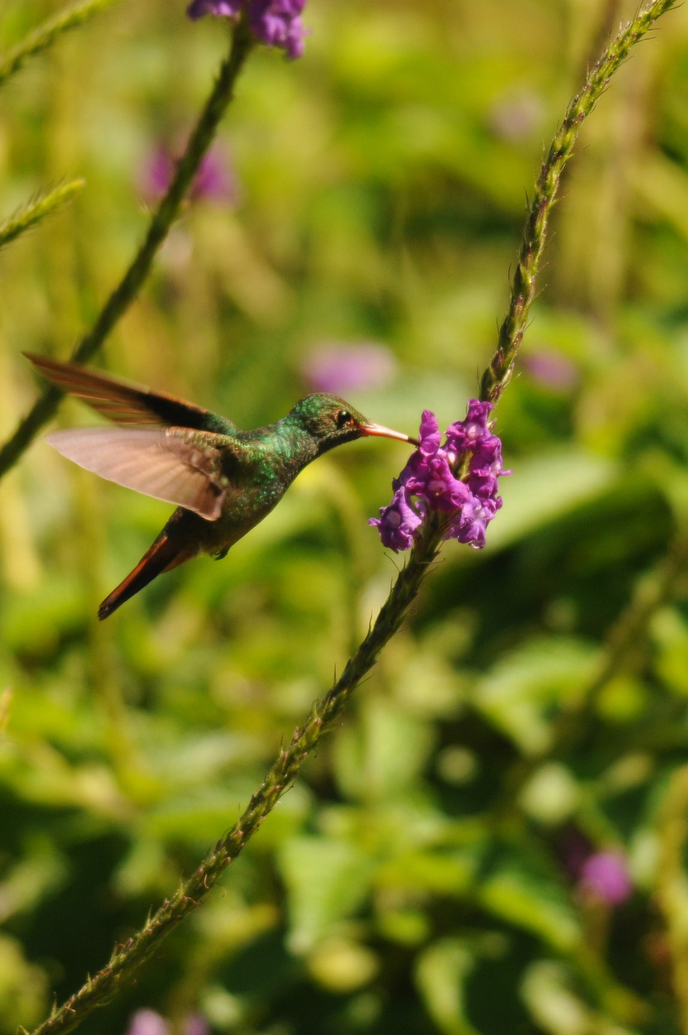 Nikon D300S + Nikon AF-S Nikkor 300mm F4D ED-IF sample photo. Kolibri photography