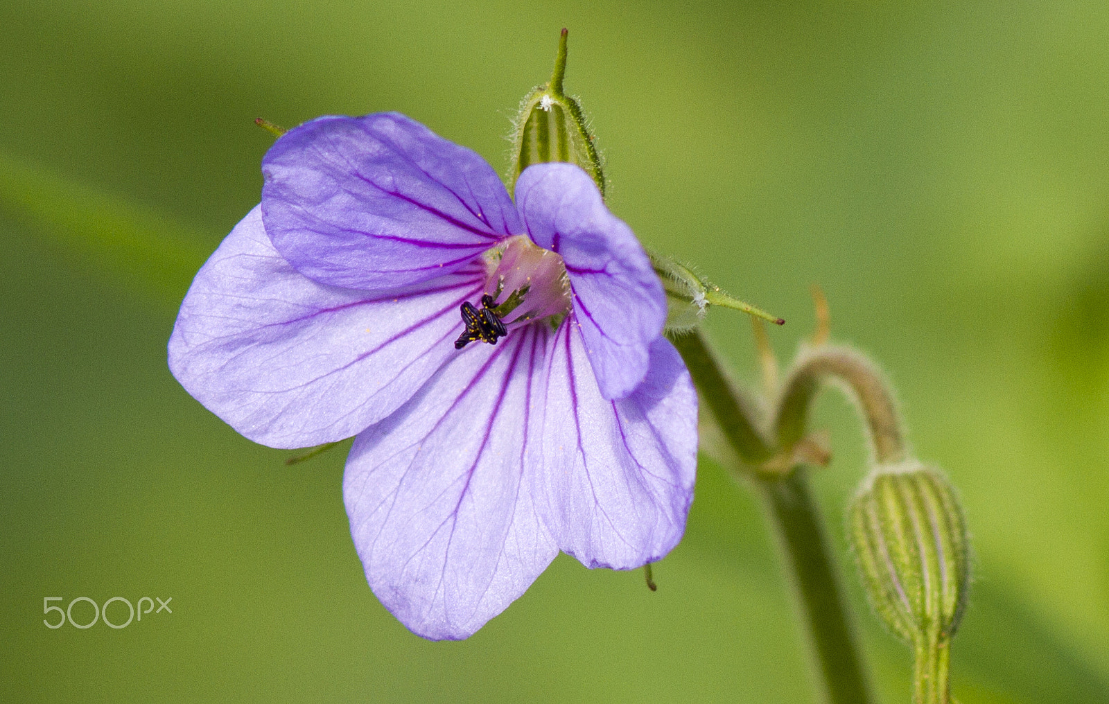 Canon EOS 7D + Canon EF 300mm F4L IS USM sample photo. Close up photography