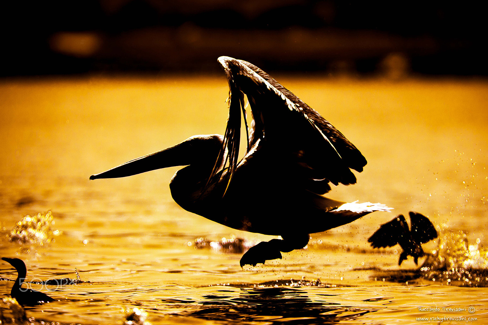 Nikon AF-S Nikkor 300mm F2.8G ED VR II sample photo. Flying in the sunset photography