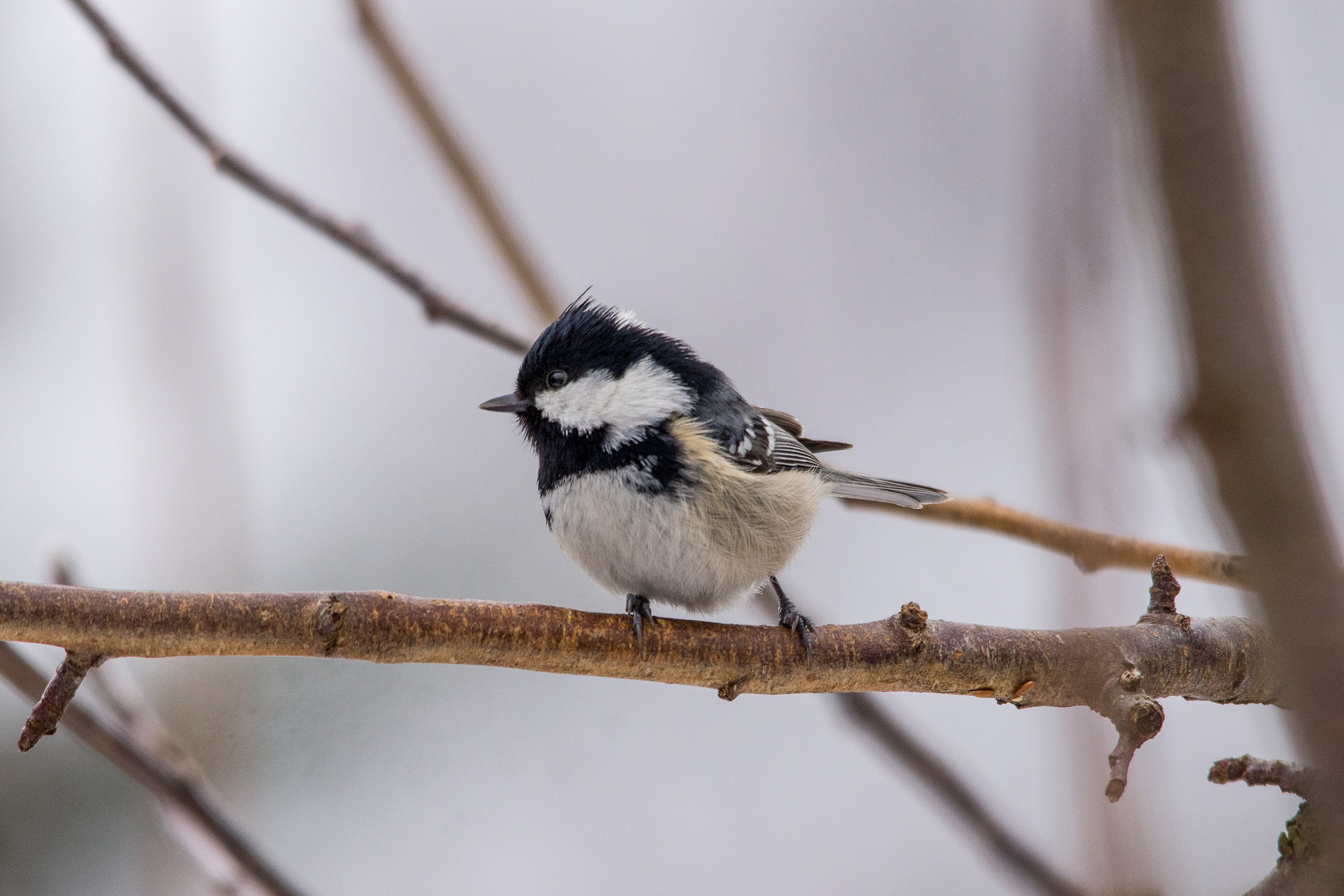 Sigma 150-500mm F5-6.3 DG OS HSM sample photo. Coal tit photography