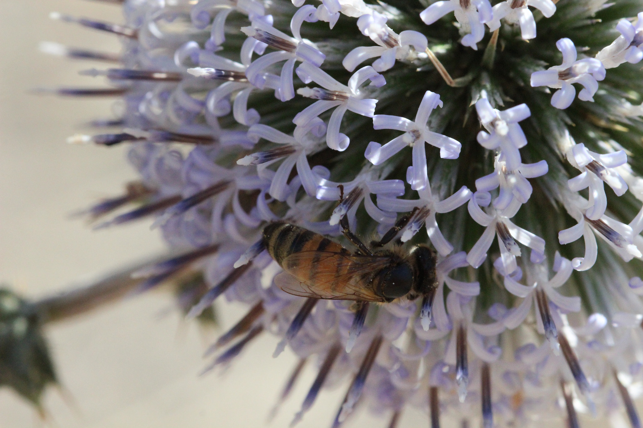 Canon EF 100mm F2.8 Macro USM sample photo. Lost in purple tiny flower photography