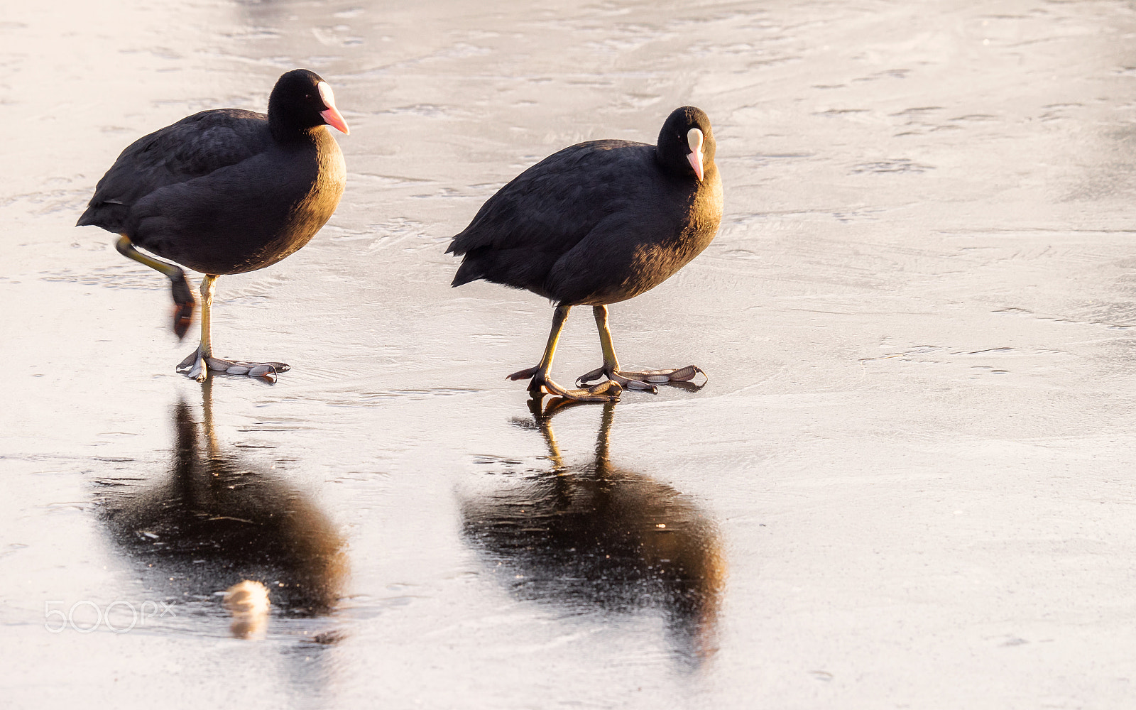 Olympus OM-D E-M1 sample photo. Walking on ice photography
