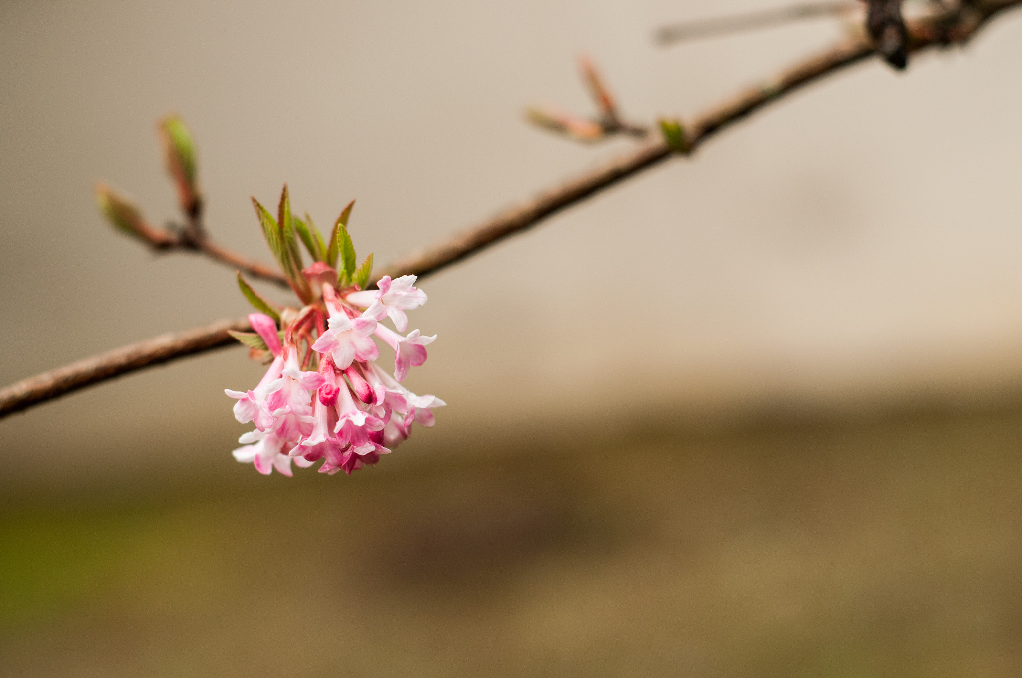 Nikon D300 sample photo. Flower photography