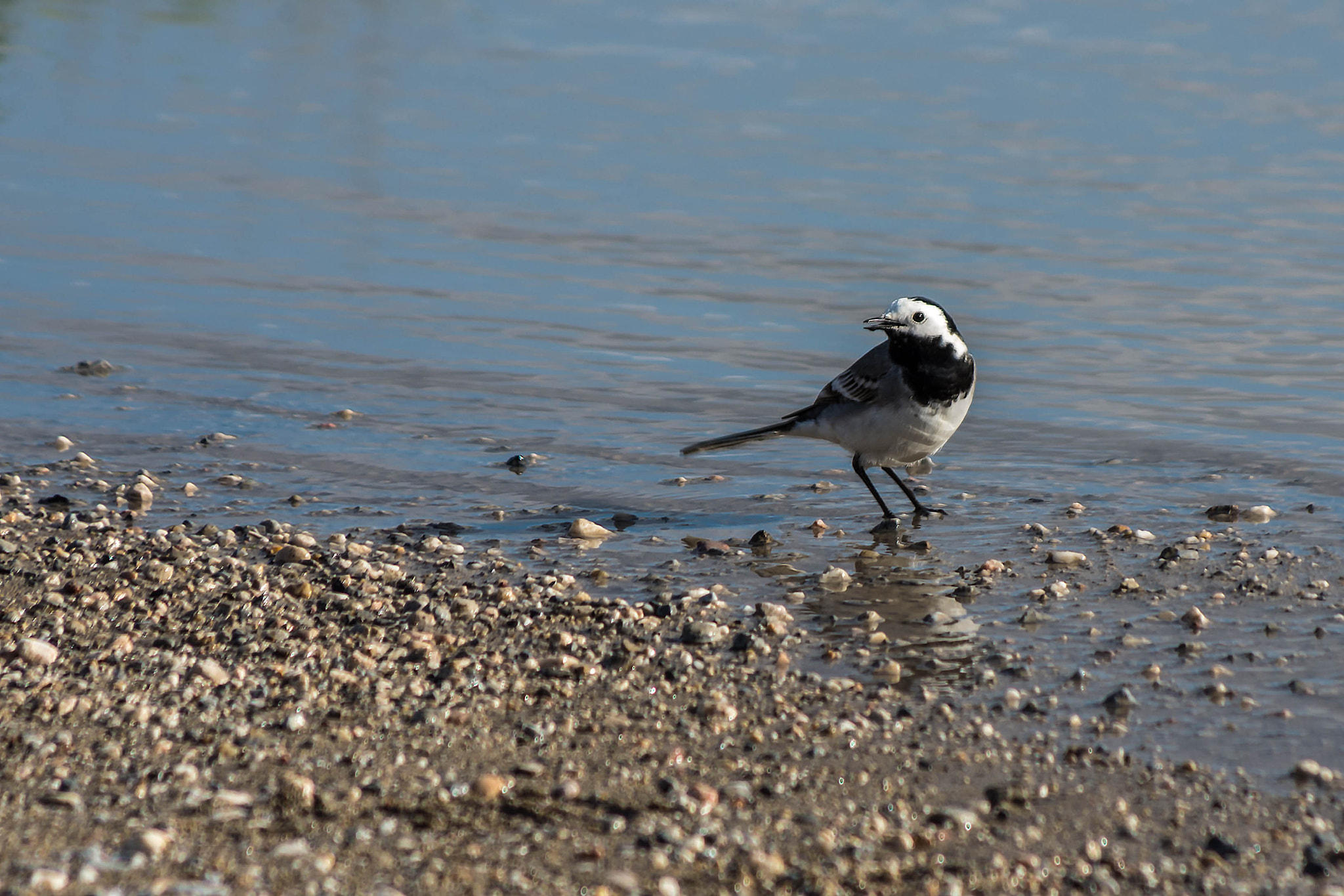Pentax smc DA 55-300mm F4.0-5.8 ED sample photo. Bergeronnette peu farouche photography