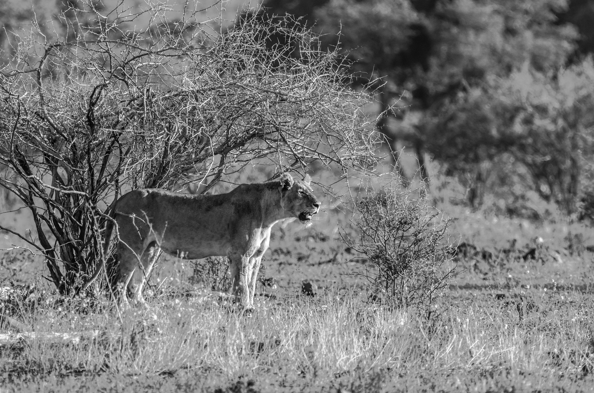 Pentax D FA 150-450mm F4.5-5.6 ED DC AW sample photo. Lioness photography