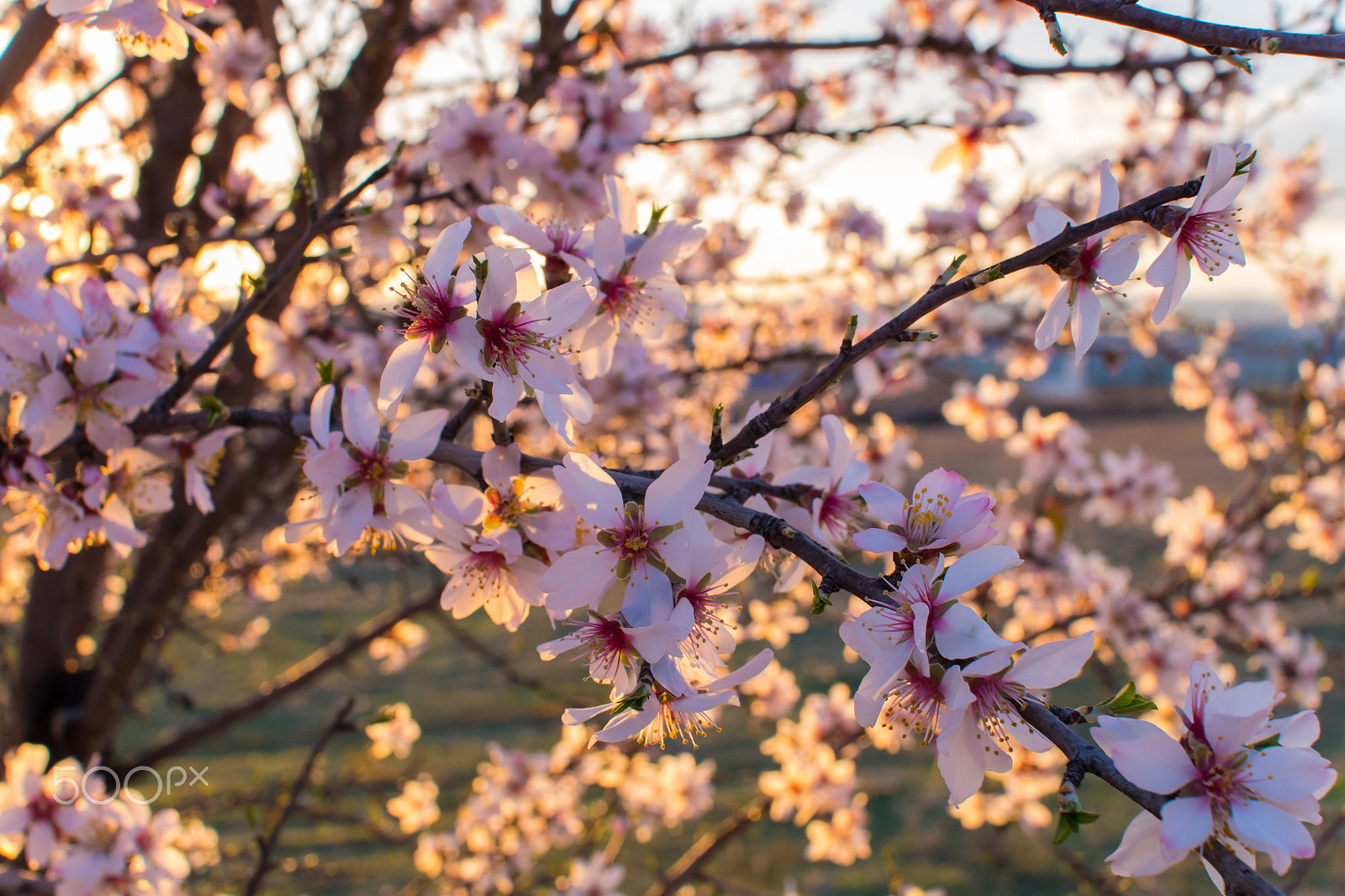 Pentax K-S2 + Sigma sample photo. Flores de almendro photography