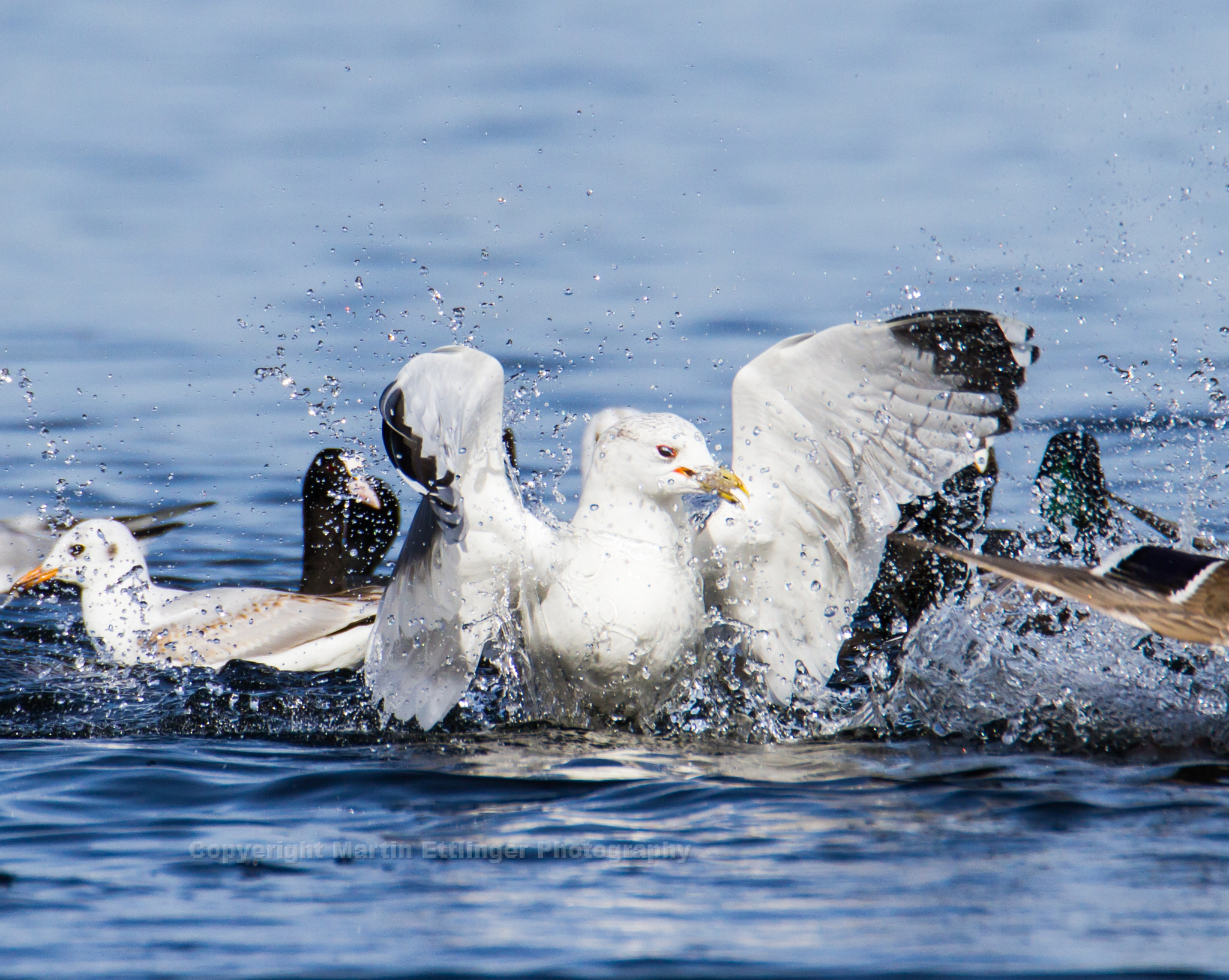 Tamron SP 150-600mm F5-6.3 Di VC USD sample photo. Gulls in the wannsee in berlin 03032017 photography