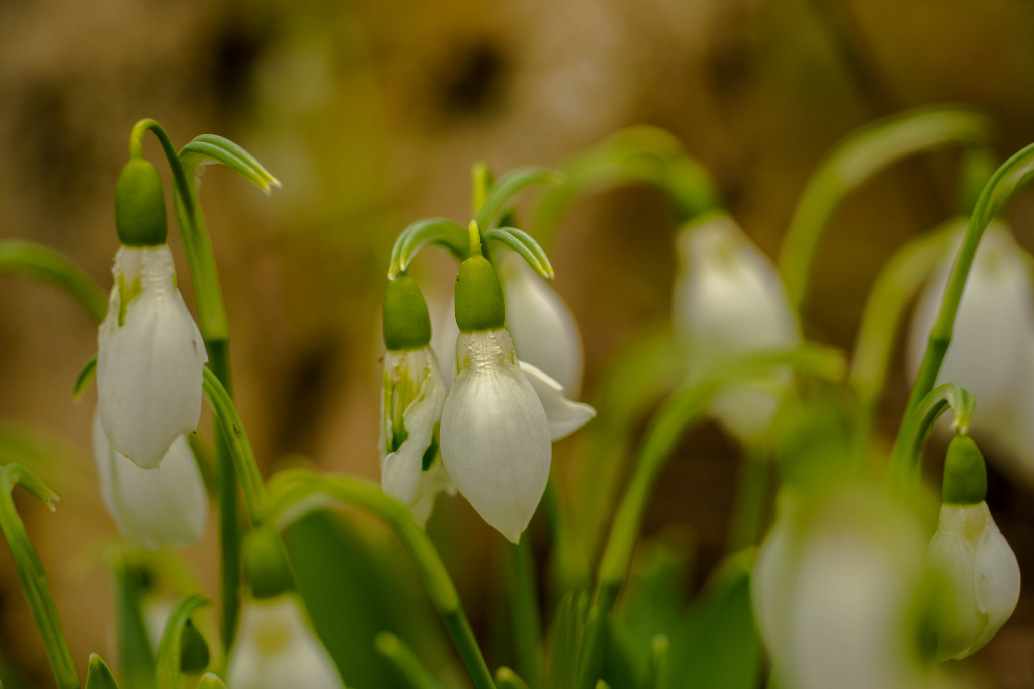 Sony a6000 + MACRO 50mm F2.8 sample photo. Spät-schneeglöckchen photography